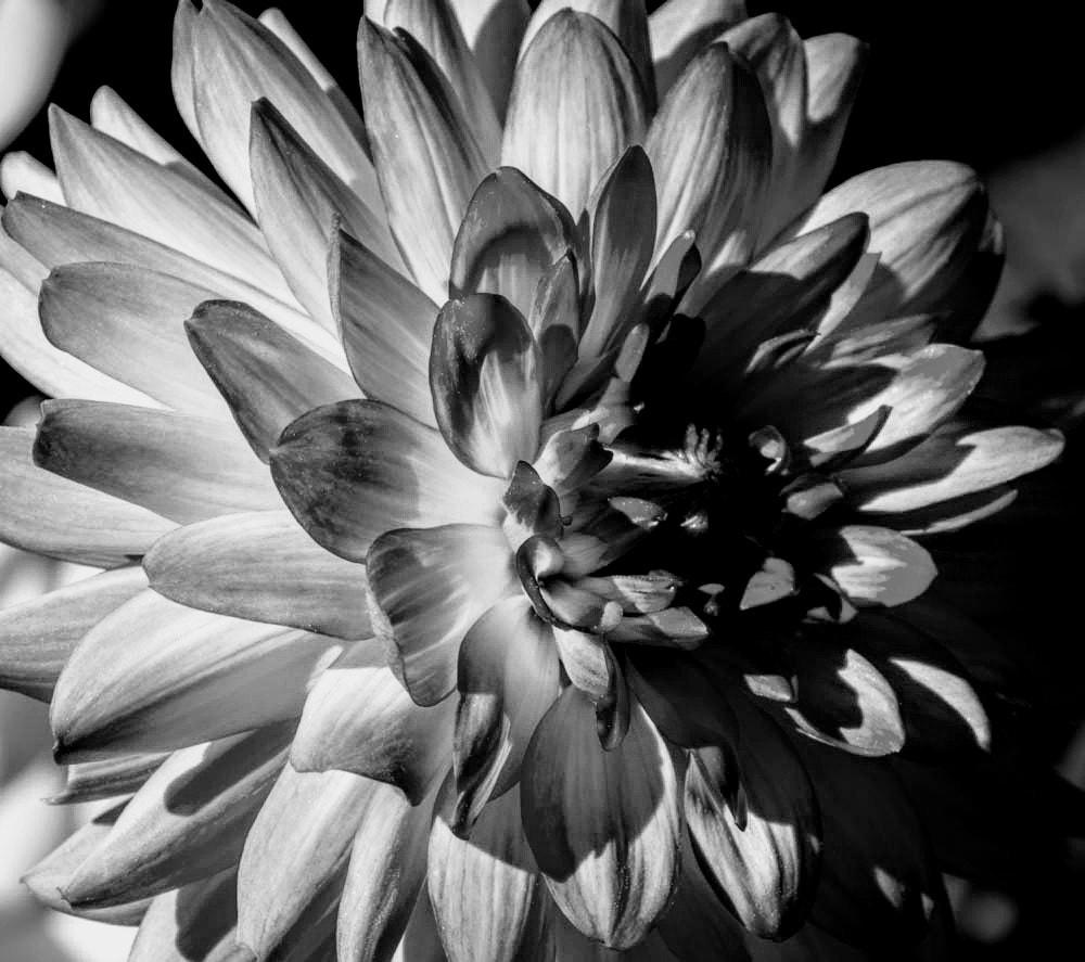 Nikon Nikkor AF-S 300mm F4E PF ED VR sample photo. Dahlia  photography