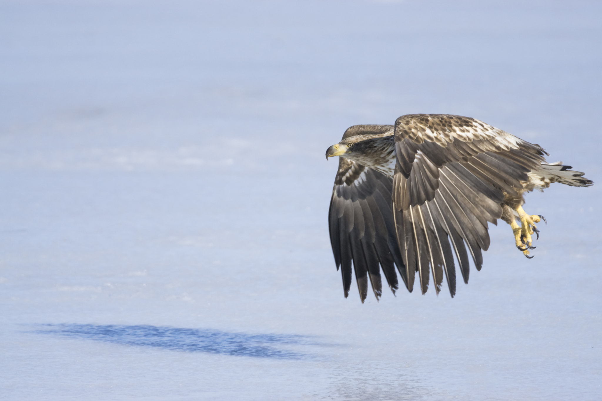 Sony a6000 + Tamron SP 150-600mm F5-6.3 Di VC USD sample photo. Juvenile eagle in flight photography