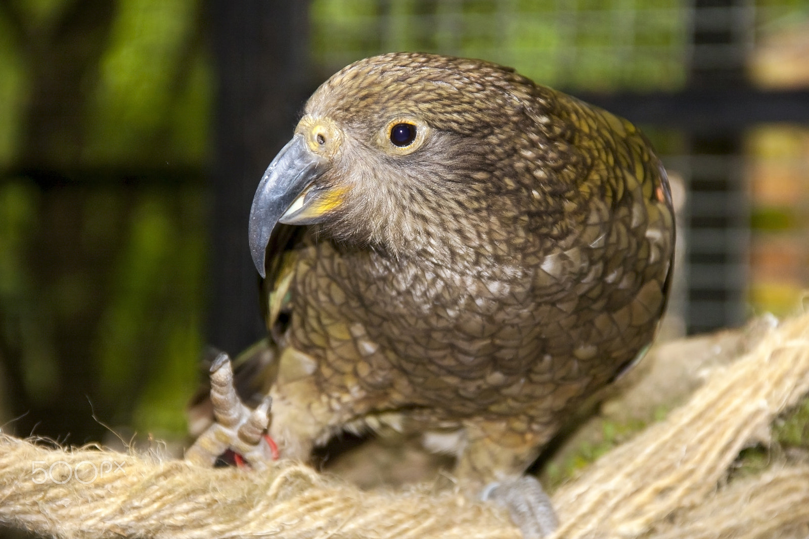 Canon EOS 40D sample photo. Kea the smart photography