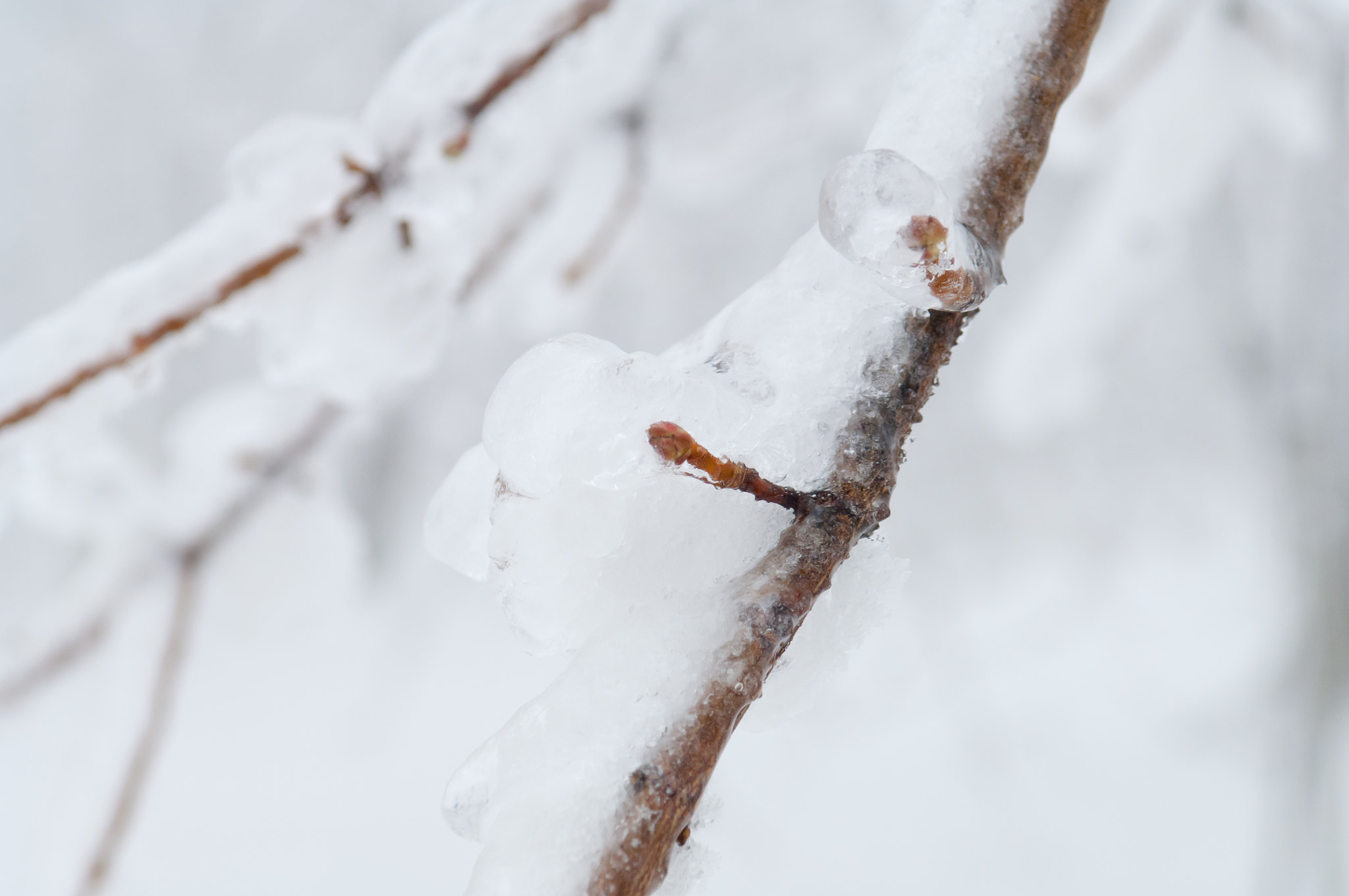 Nikon D2X sample photo. Freezing rain covered the trees and surface in a park forest photography