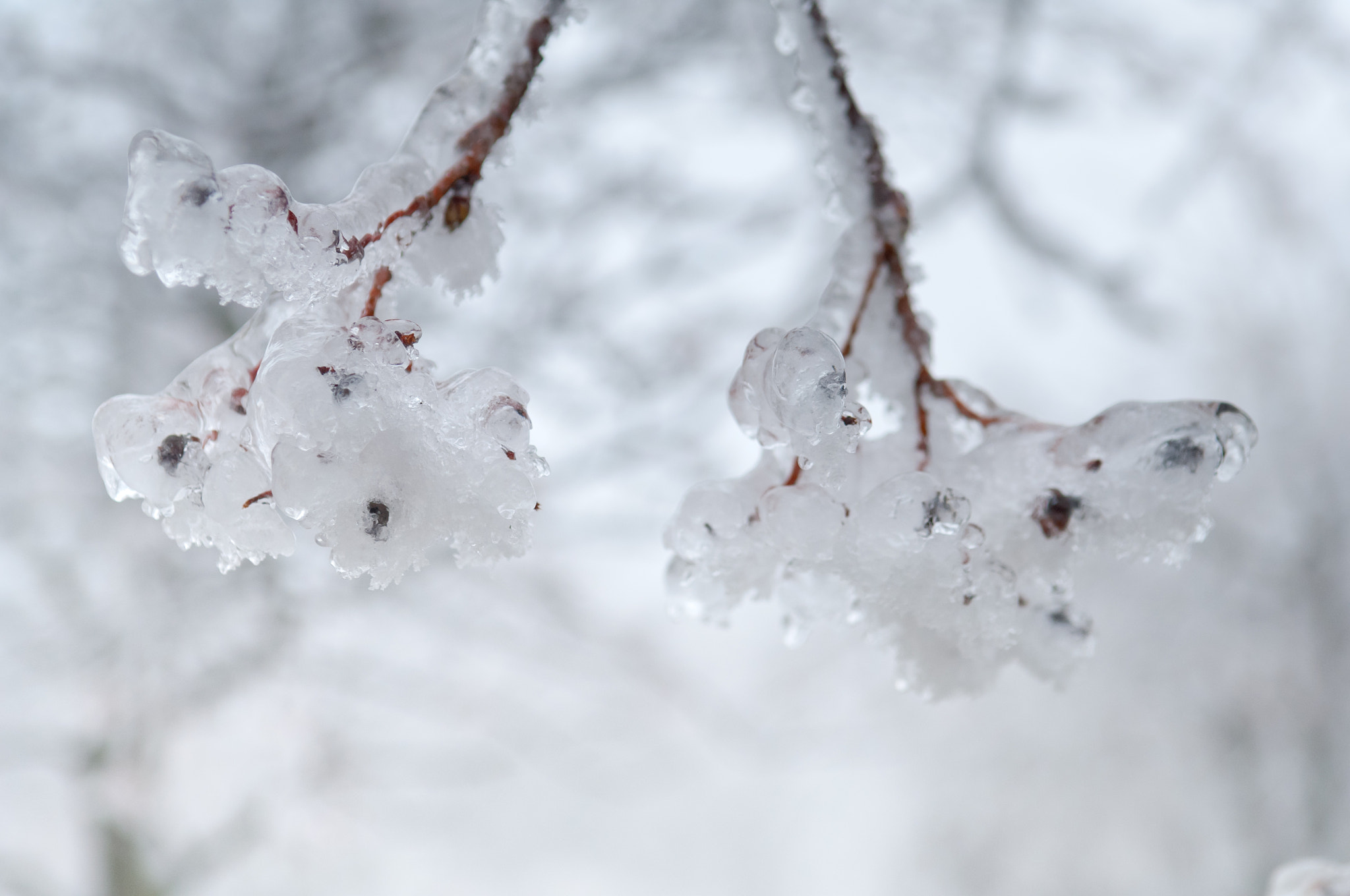 Nikon D2X sample photo. Freezing rain covered the trees and surface in a park forest photography