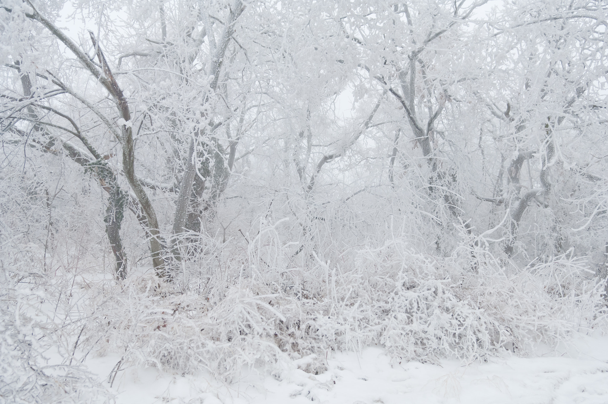 Nikon D2X sample photo. Freezing rain covered the trees and surface in a park forest photography