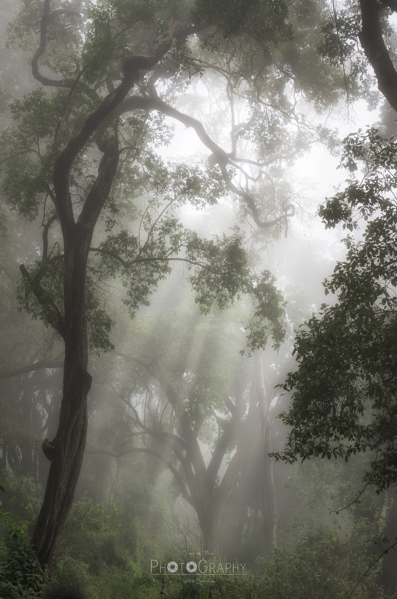 Pentax K-5 sample photo. Enchanting forest... photography