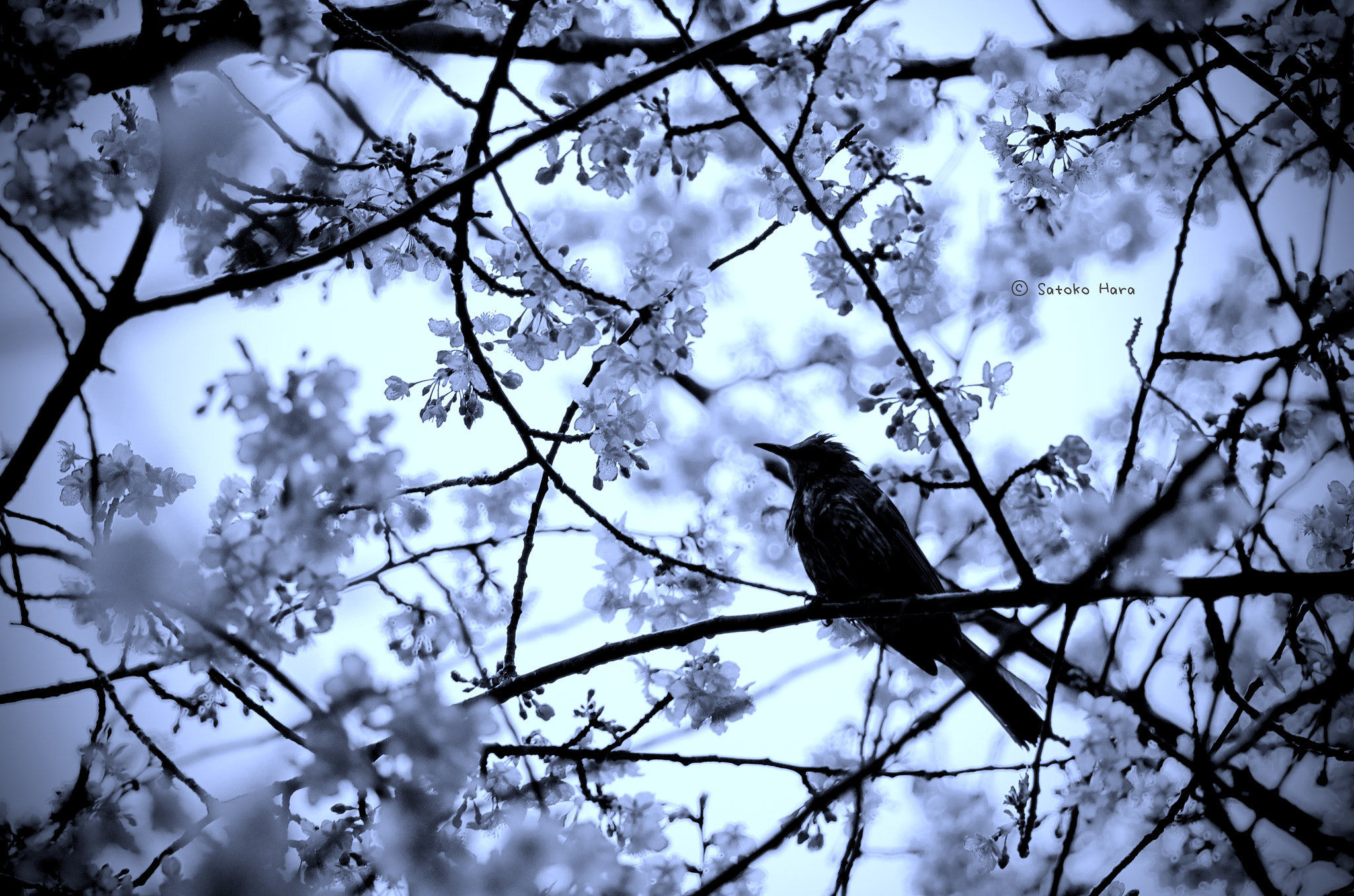 Pentax smc D-FA 100mm F2.8 Macro WR sample photo. Lonely silhouette photography