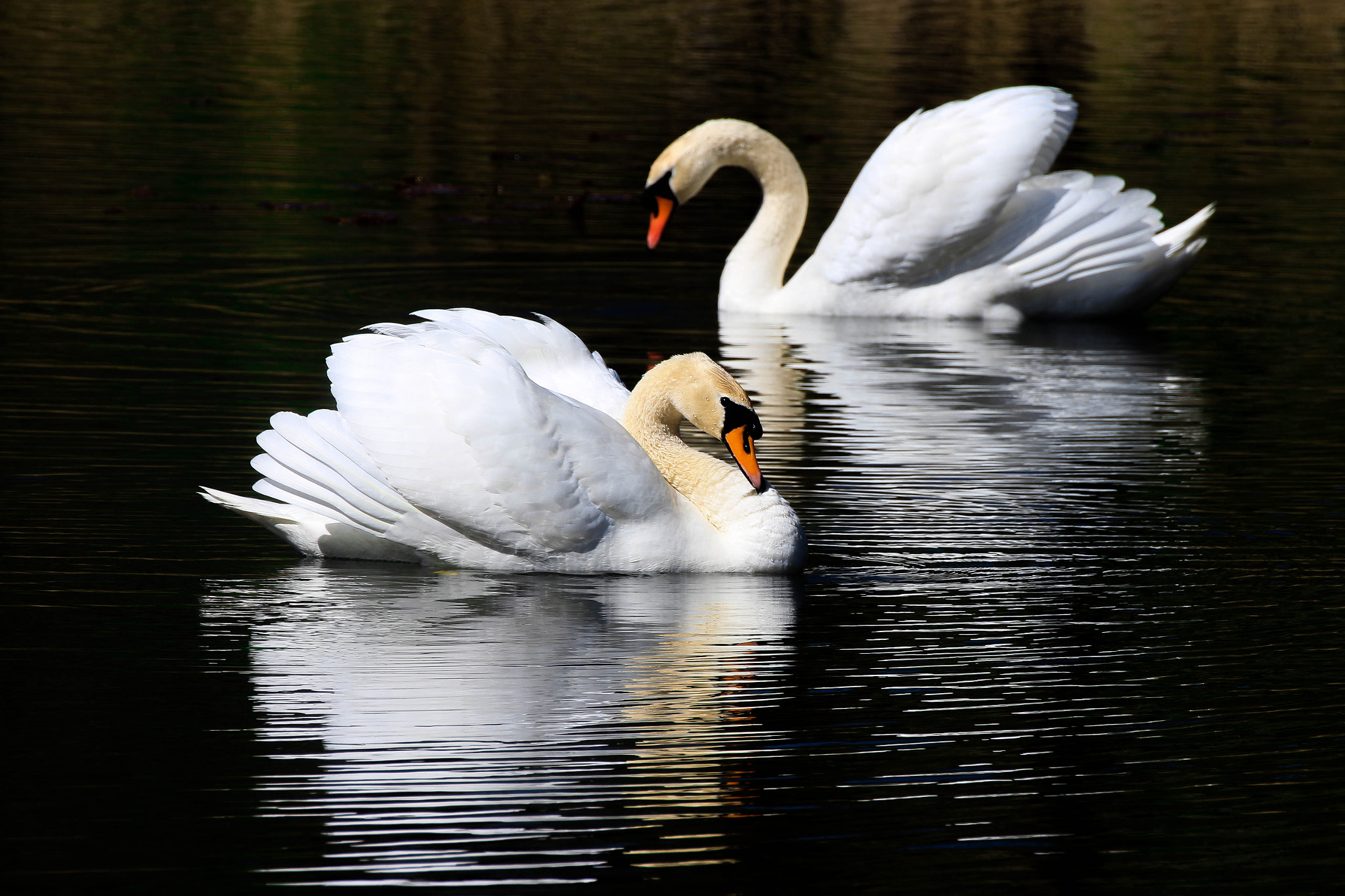 Canon EOS 650D (EOS Rebel T4i / EOS Kiss X6i) sample photo. Hisham photography