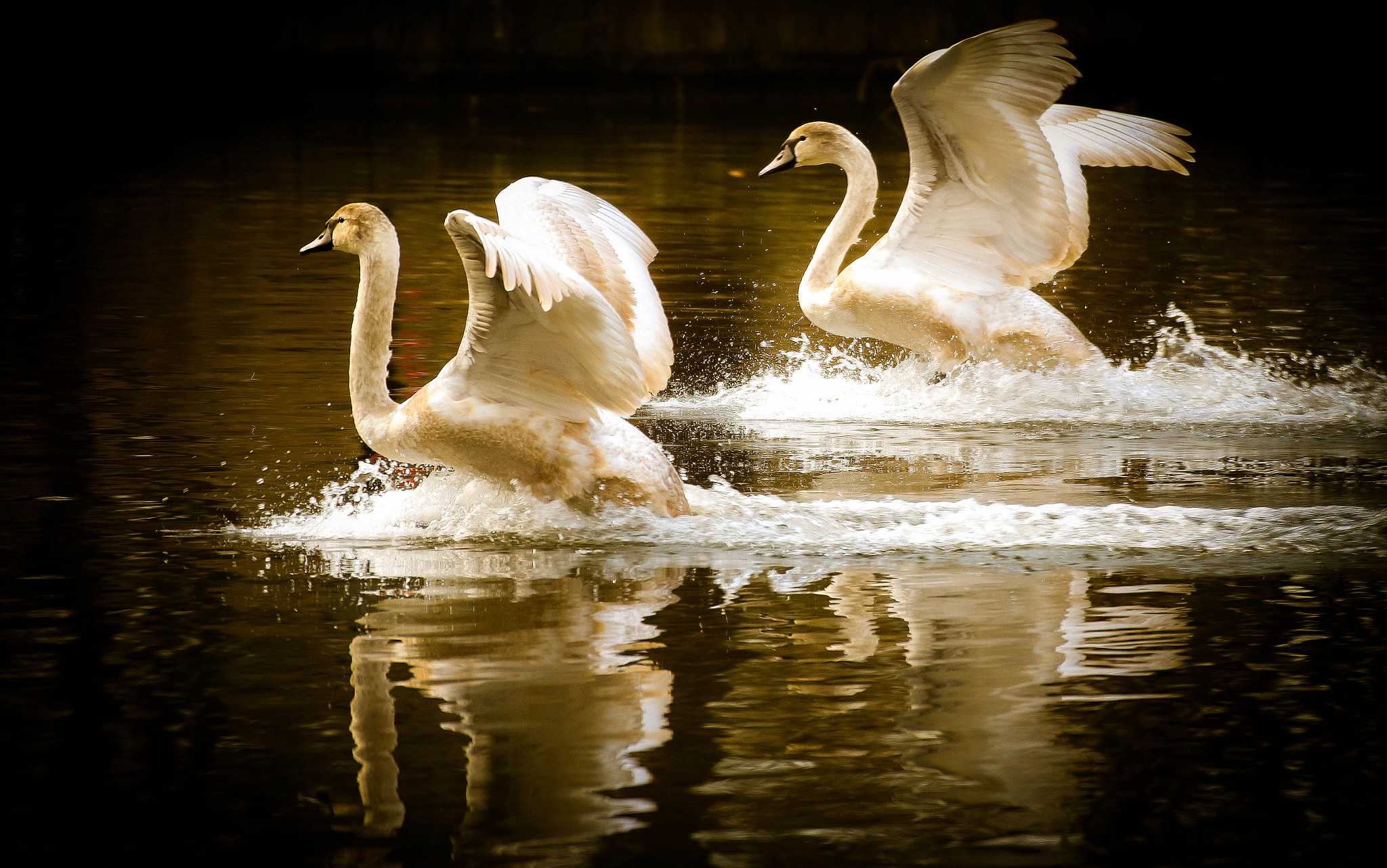 Canon EOS 650D (EOS Rebel T4i / EOS Kiss X6i) sample photo. Hisham photography