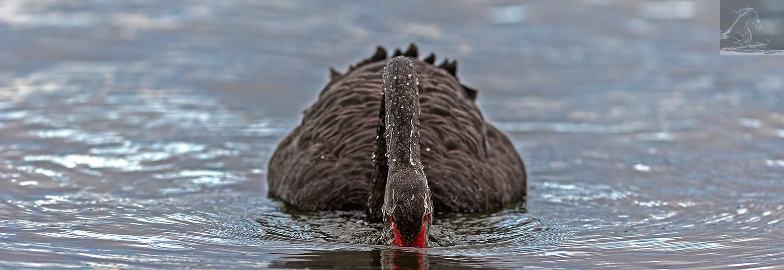 Canon EOS 7D Mark II + Canon EF 300mm F2.8L IS USM sample photo. Black swan 6 photography