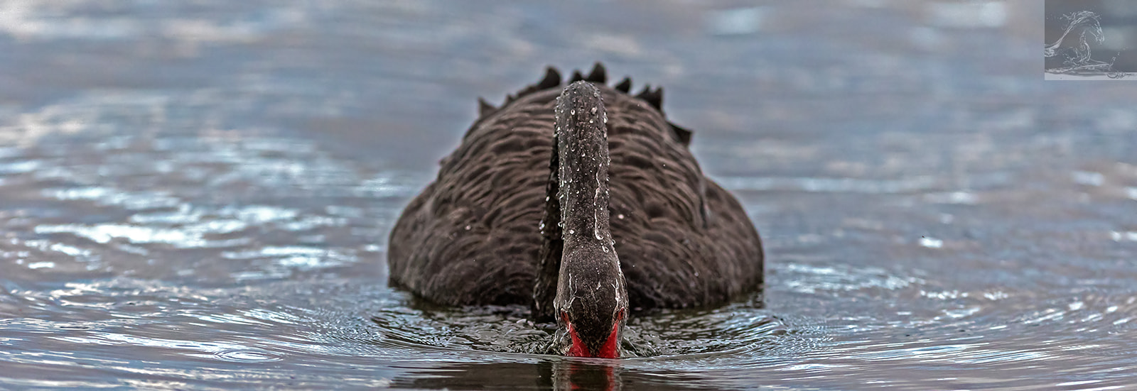 Canon EF 300mm F2.8L IS USM sample photo. Black swan 6 photography