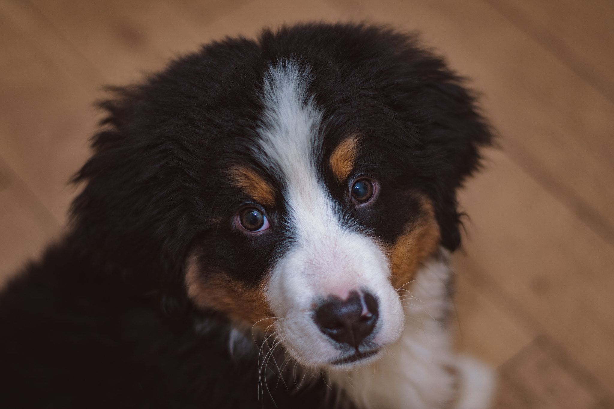 Pentax smc DA 50mm F1.8 sample photo. Those puppy dog eyes photography