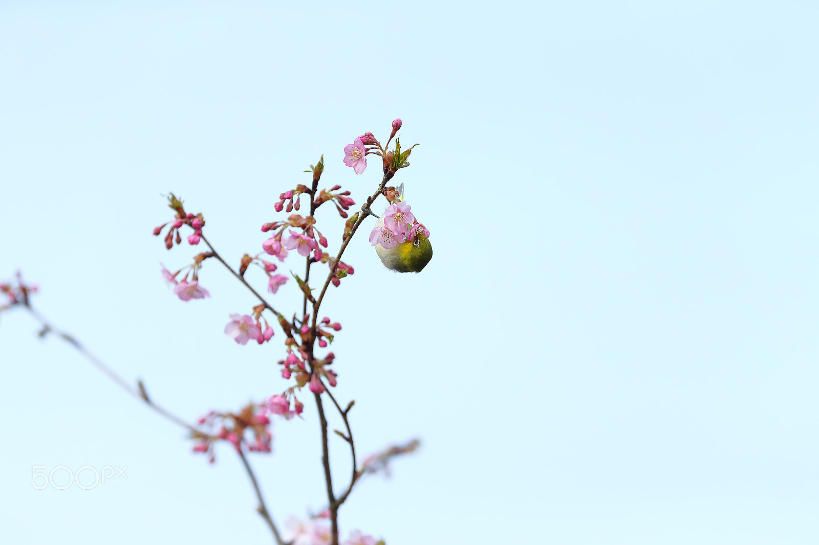 Canon EOS-1D X + Canon EF 400mm F2.8L IS II USM sample photo. 倒挂金钟 photography