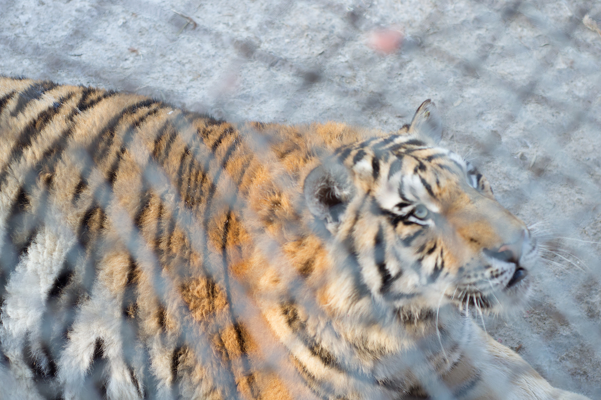 Nikon D3100 + Nikon AF Nikkor 50mm F1.8D sample photo. Siberian tiger, far from free photography