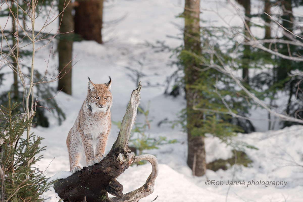 Nikon D4S + Nikon AF-S Nikkor 300mm F2.8G ED VR II sample photo. Winter time photography