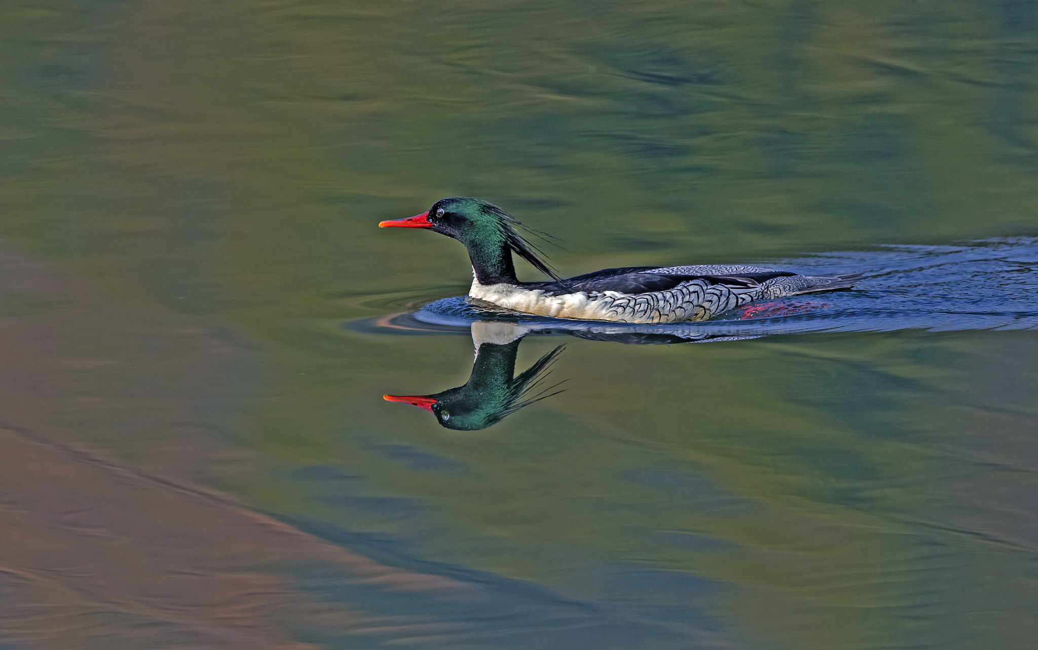 Canon EF 400mm F2.8L IS II USM sample photo