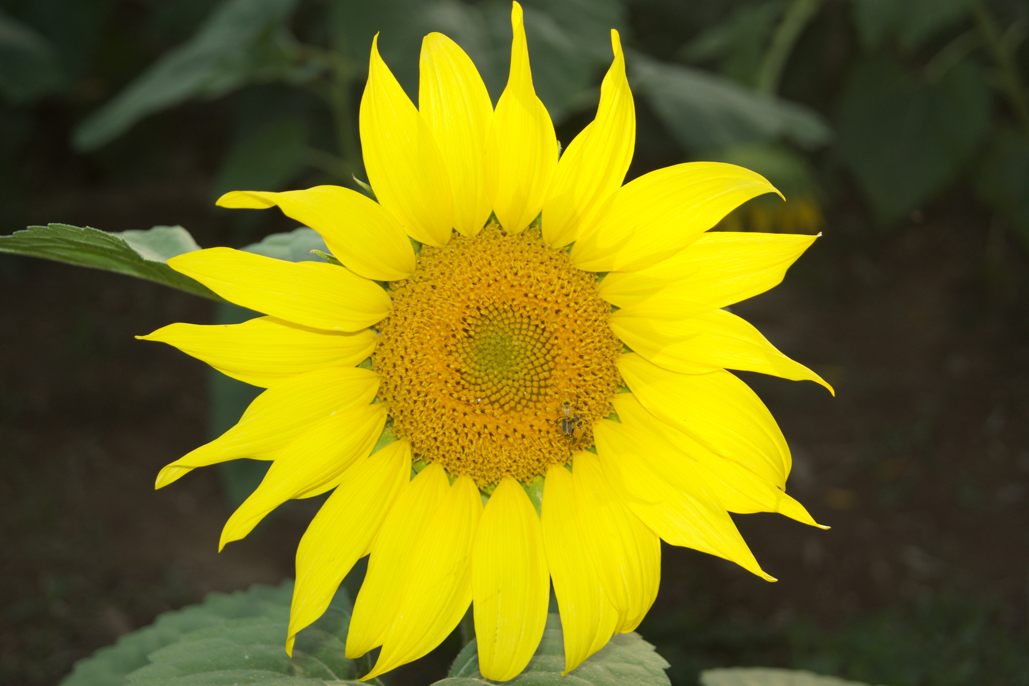 Sony SLT-A65 (SLT-A65V) sample photo. Sunflower farm shot photography