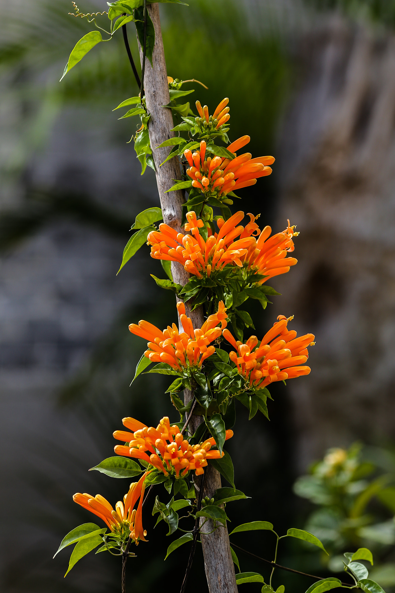 Canon EOS 6D + Canon EF 200mm F2.8L II USM sample photo. 炮仗花 photography