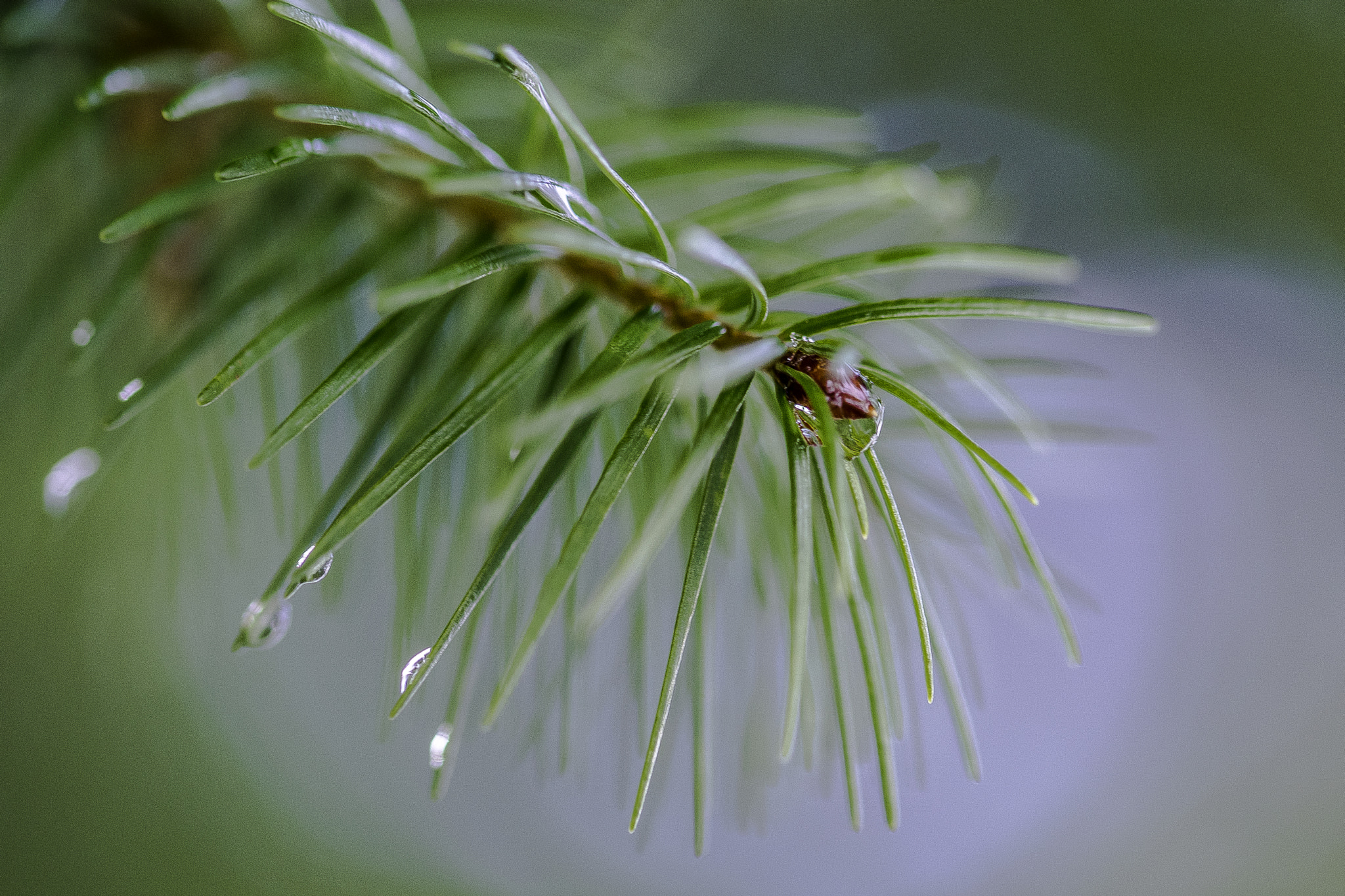 Sigma 105mm F2.8 EX DG OS HSM sample photo. Pin goutte photography