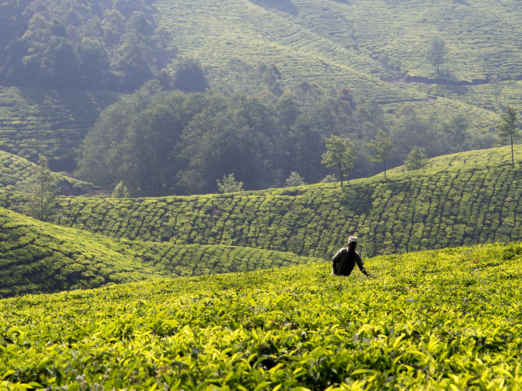 Olympus OM-D E-M5 sample photo. Tea plantations in kerala photography