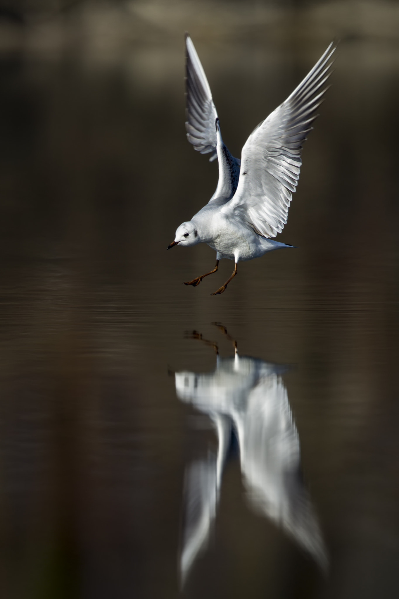Canon EF 500mm F4L IS II USM sample photo. Möwe photography