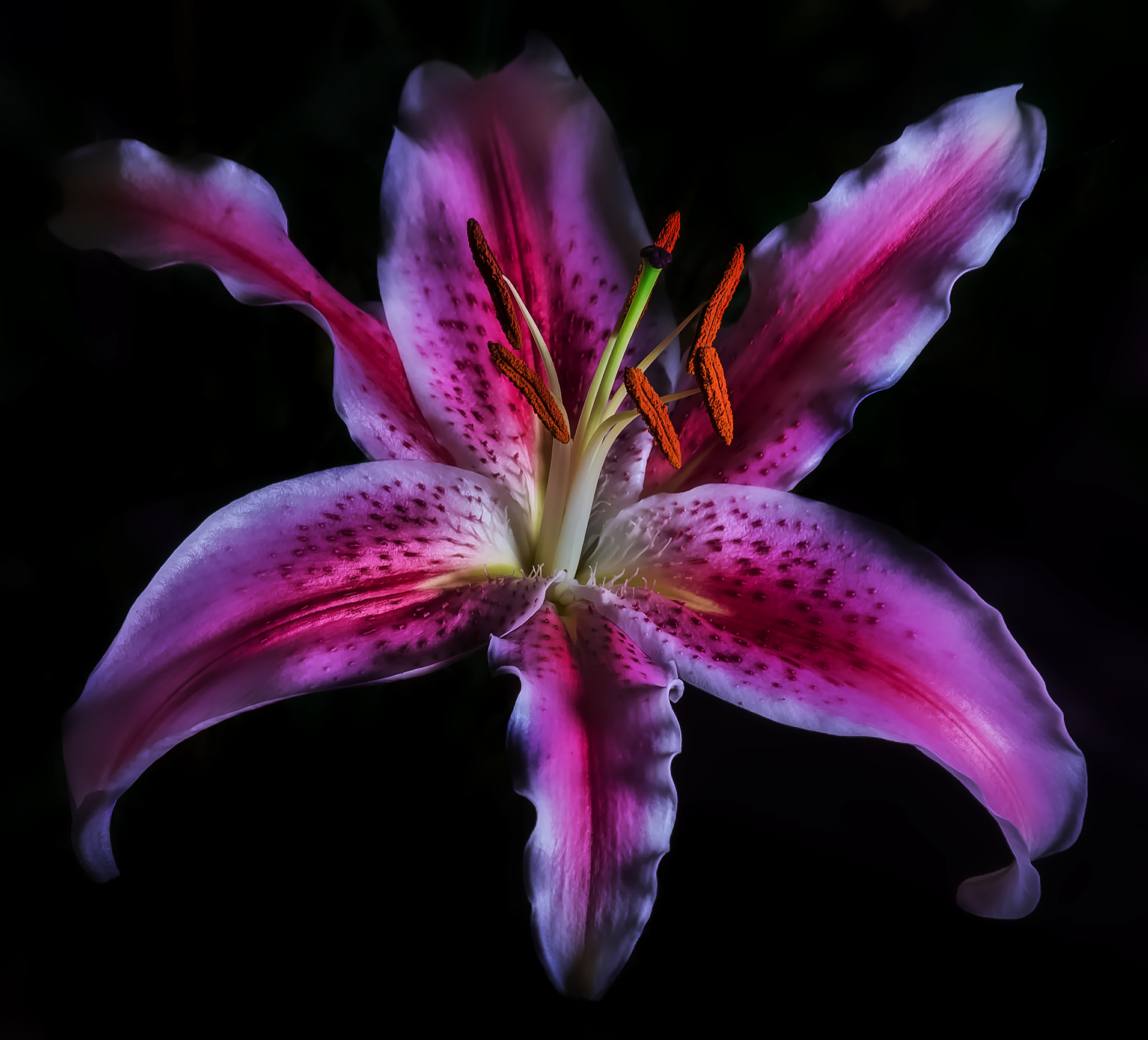 smc PENTAX-DA L 55-300mm F4-5.8 ED sample photo. Lilly photography