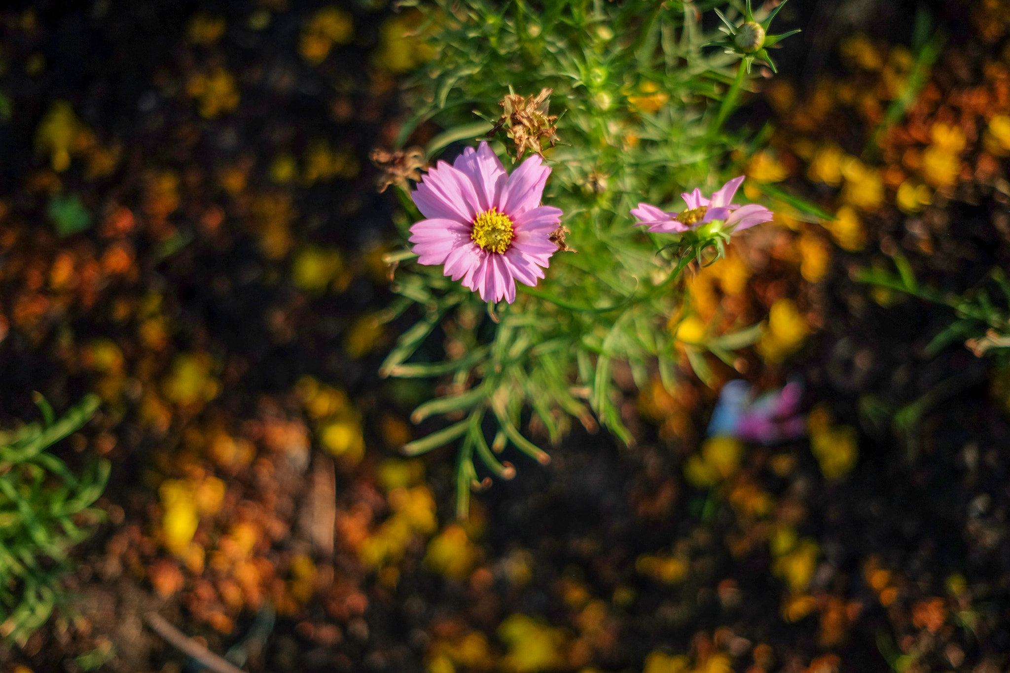 Fujifilm X-T1 + Fujifilm XF 23mm F2 R WR sample photo. Flower photography
