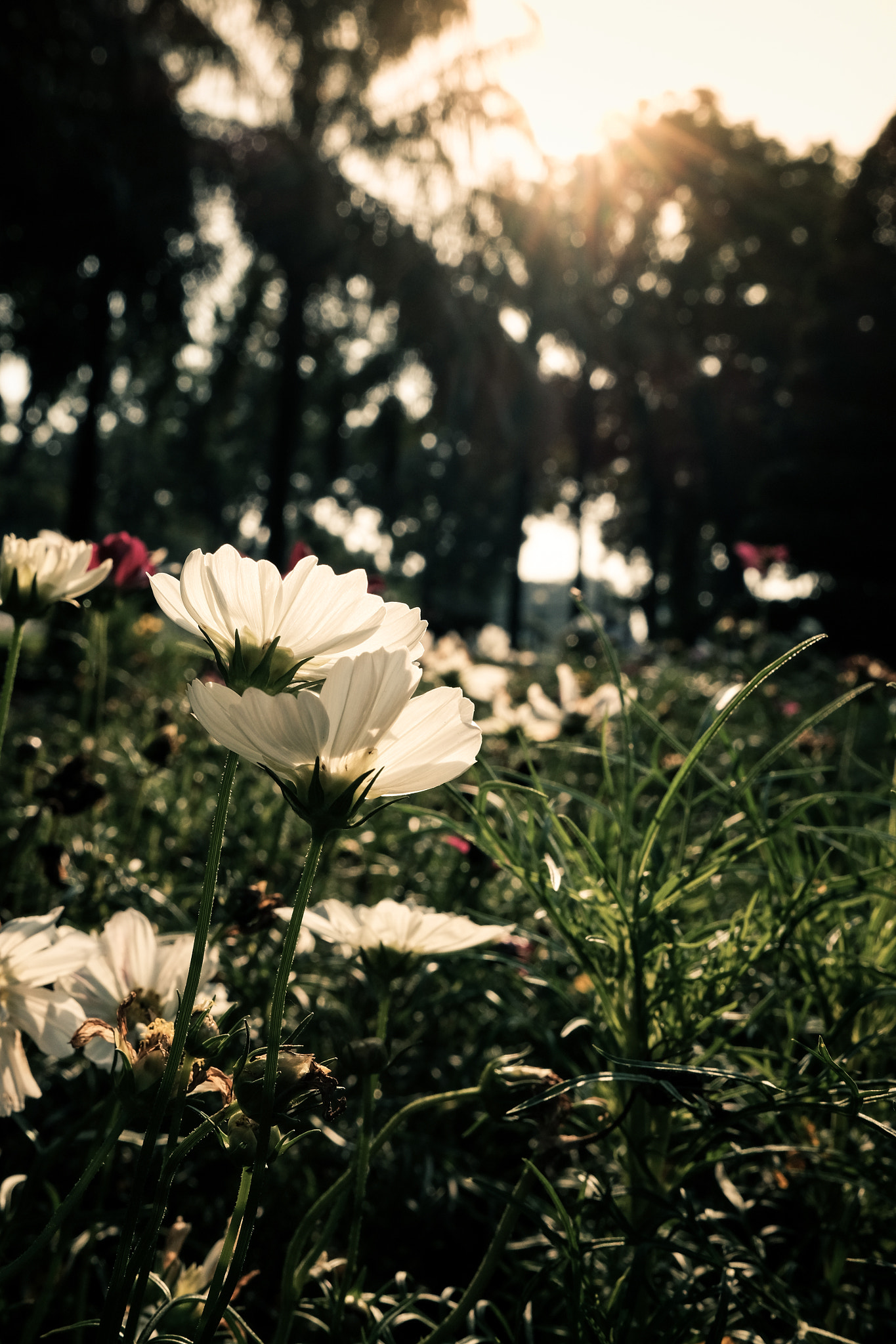 Fujifilm X-T1 + Fujifilm XF 23mm F2 R WR sample photo. Flower photography
