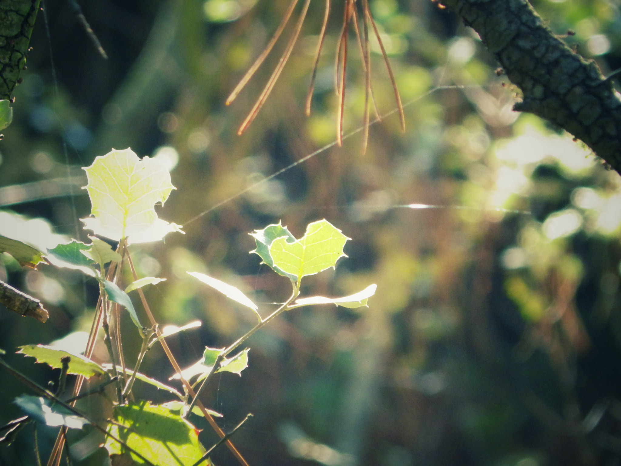 Pentax X-5 sample photo