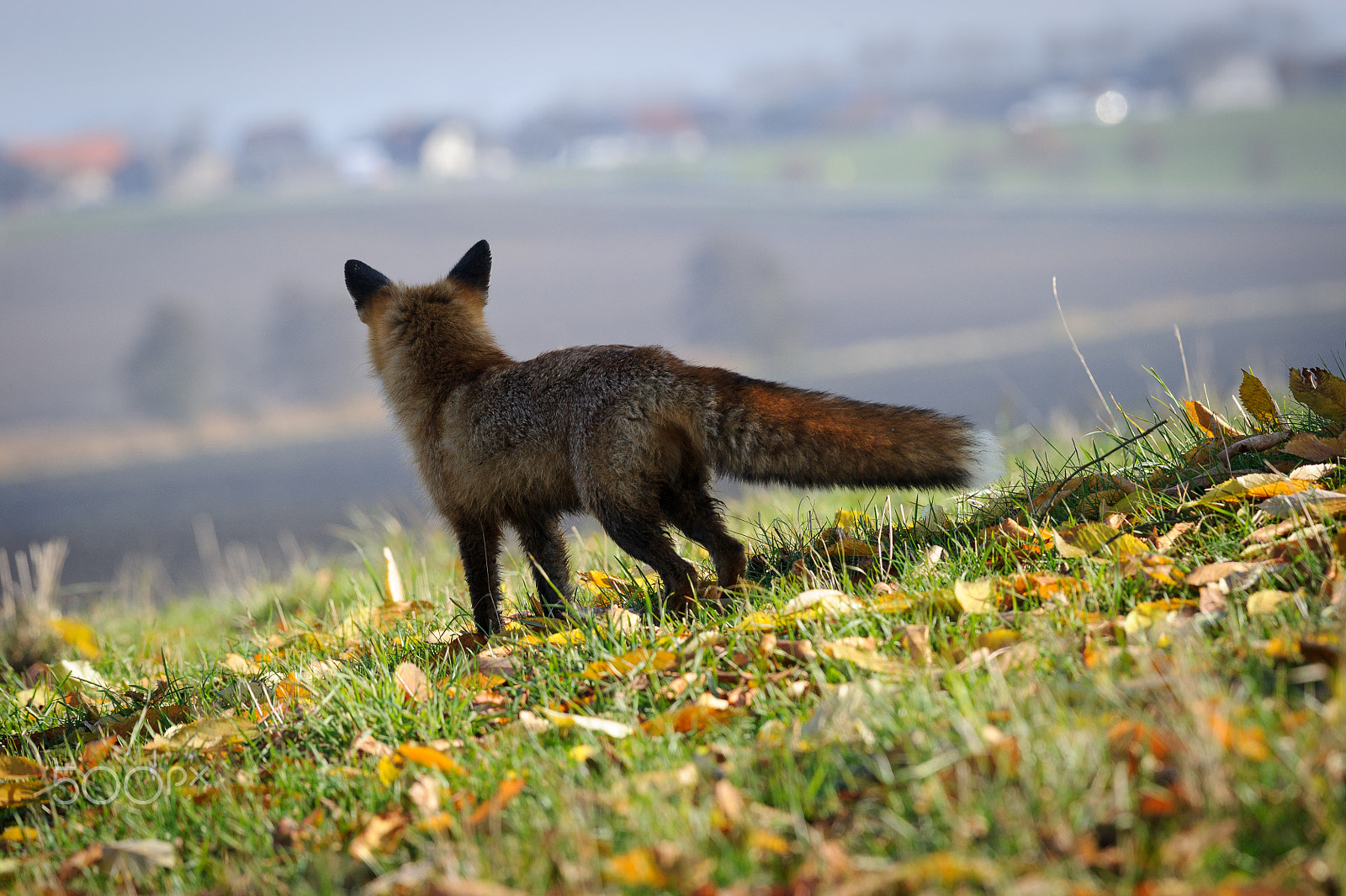 Nikon D3S sample photo. Red fox and people photography