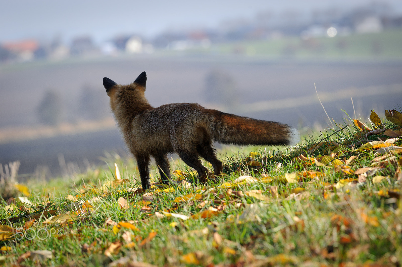 Nikon AF-S Nikkor 200-500mm F5.6E ED VR sample photo. Red fox and people photography