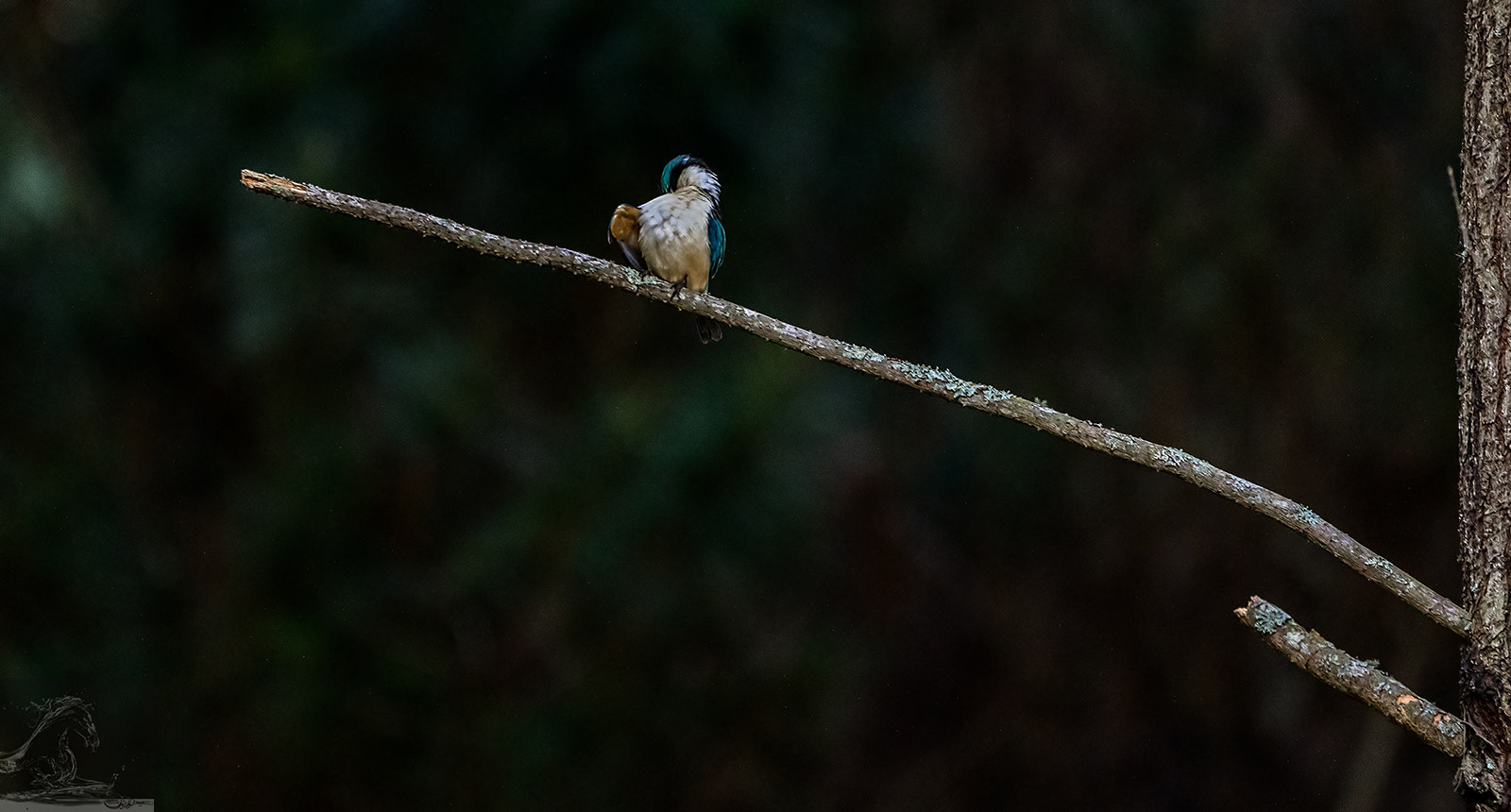 Canon EF 300mm F2.8L IS USM sample photo. Sacred kingfisher 51 photography