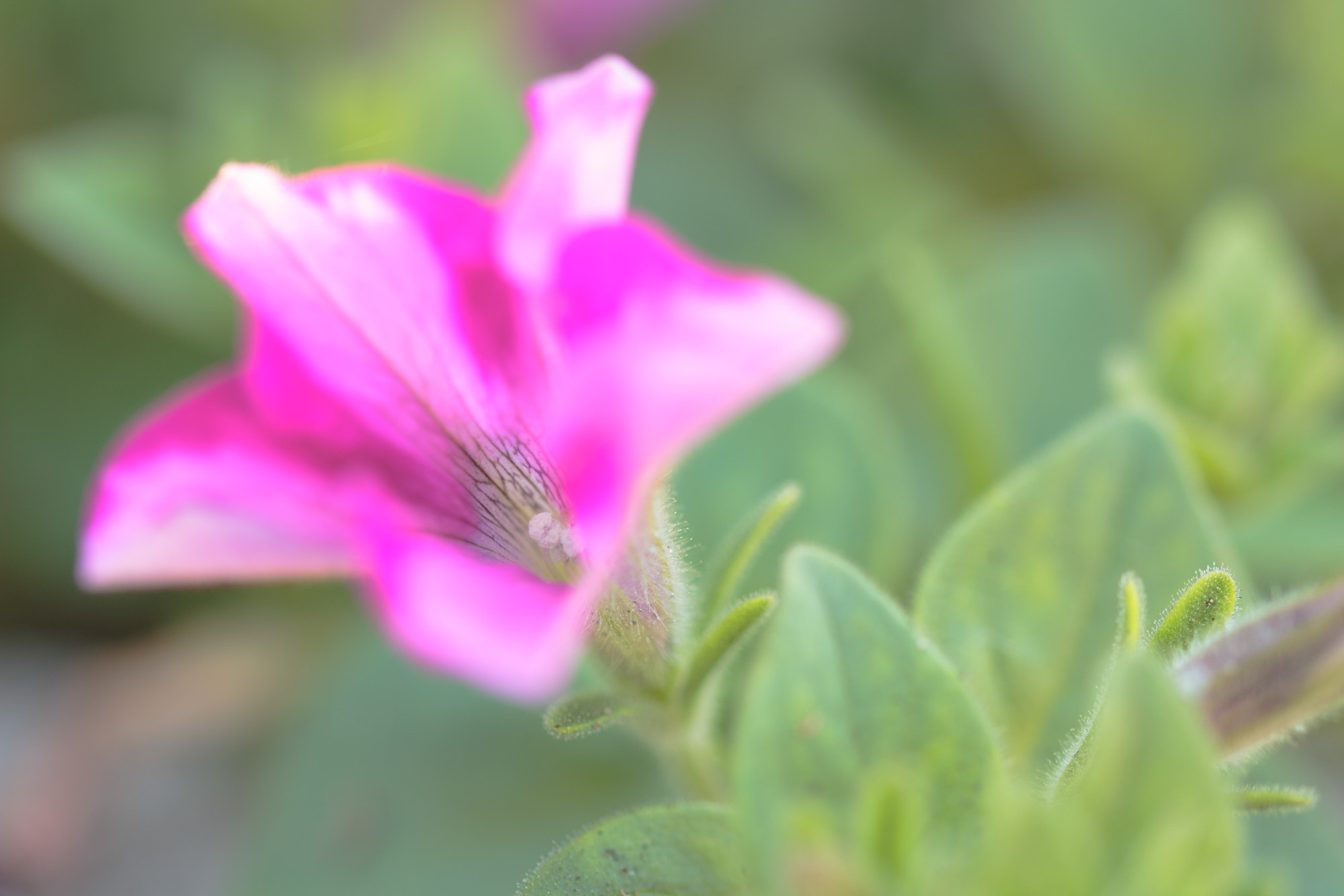 Sigma 105mm F2.8 EX DG OS HSM sample photo. Nature  photography