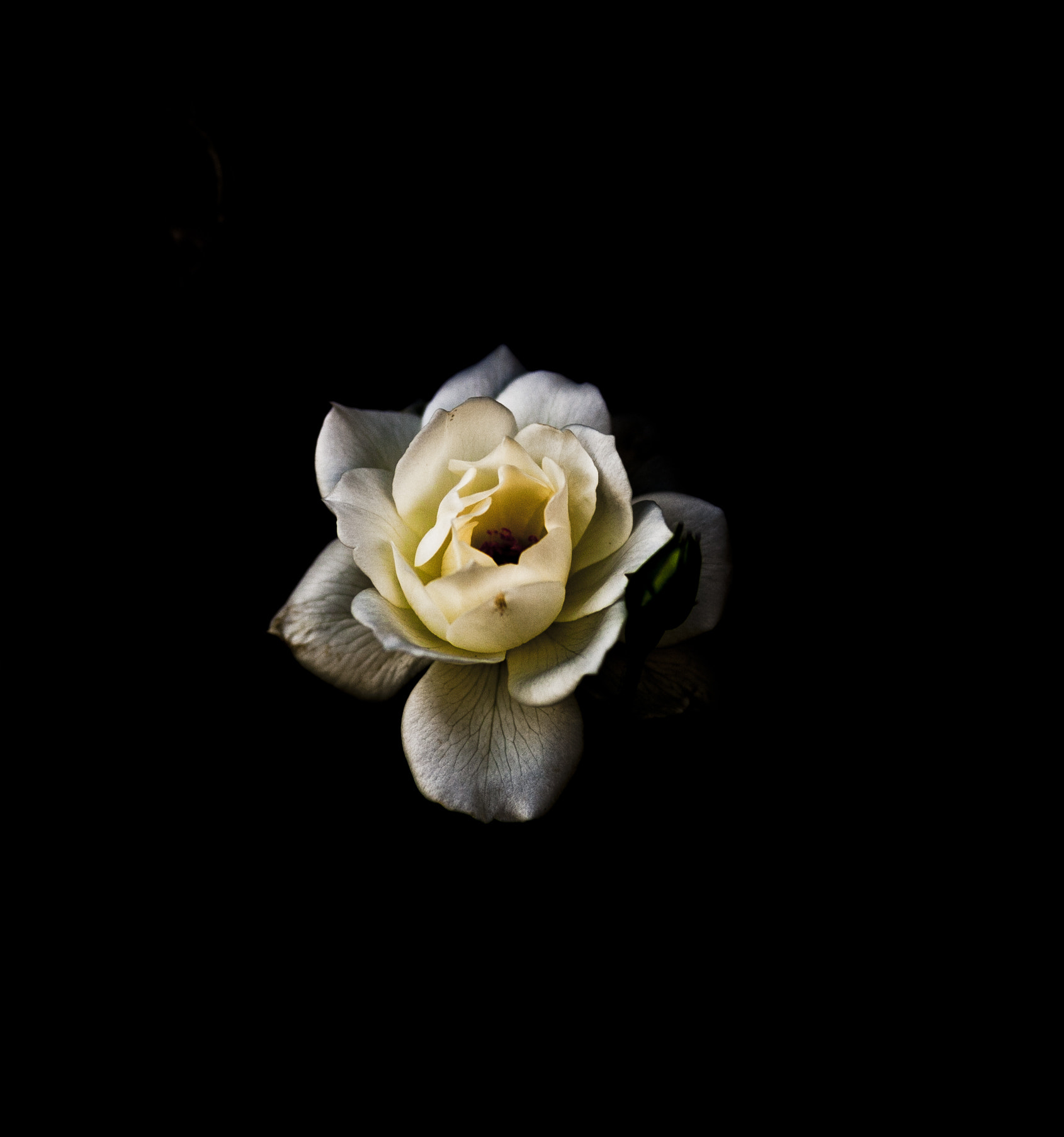 Canon EF 100mm F2.0 USM sample photo. Flora togert photography