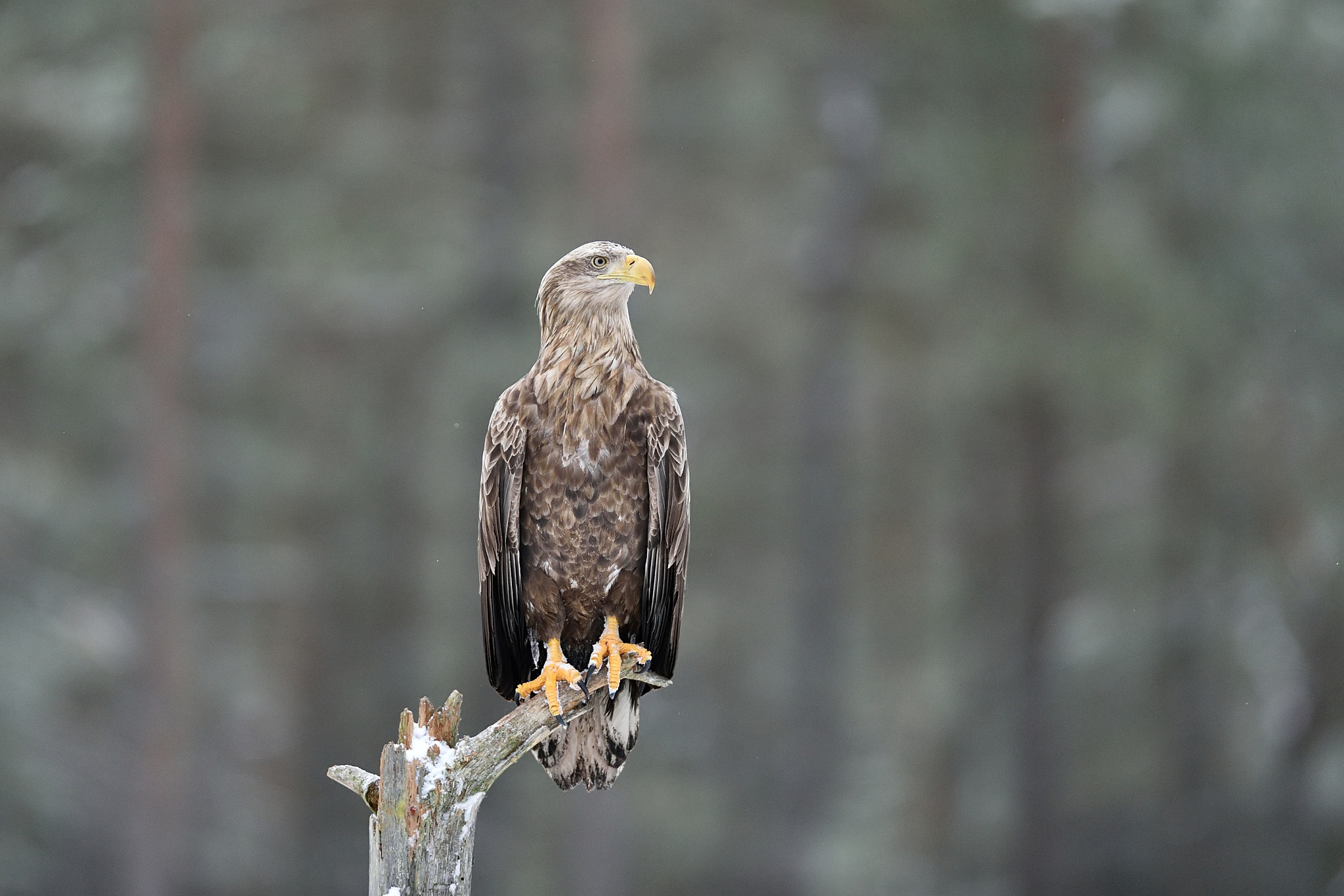 Nikon AF-S Nikkor 400mm F2.8G ED VR II sample photo. The guard on a duty photography