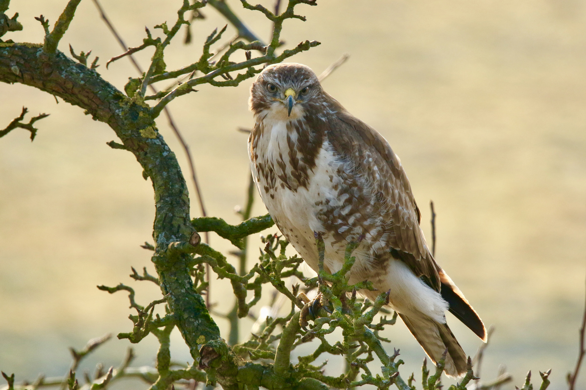 Sigma 150mm f/2.8 EX DG OS HSM APO Macro sample photo. Buzzard,at the wheel of bassa diefdijk. photography