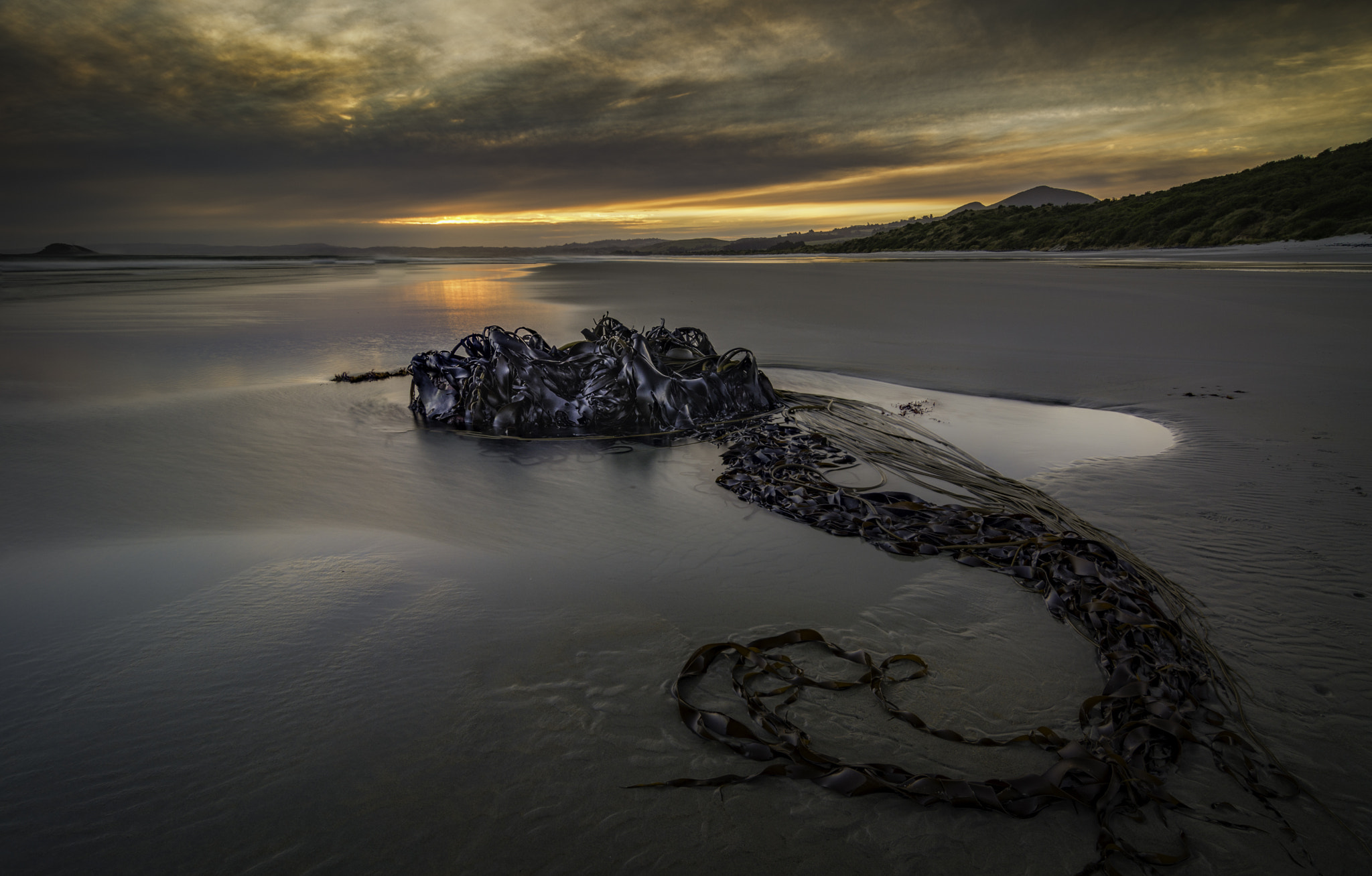 Tokina AT-X Pro 12-24mm F4 (IF) DX sample photo. Sea serpent photography