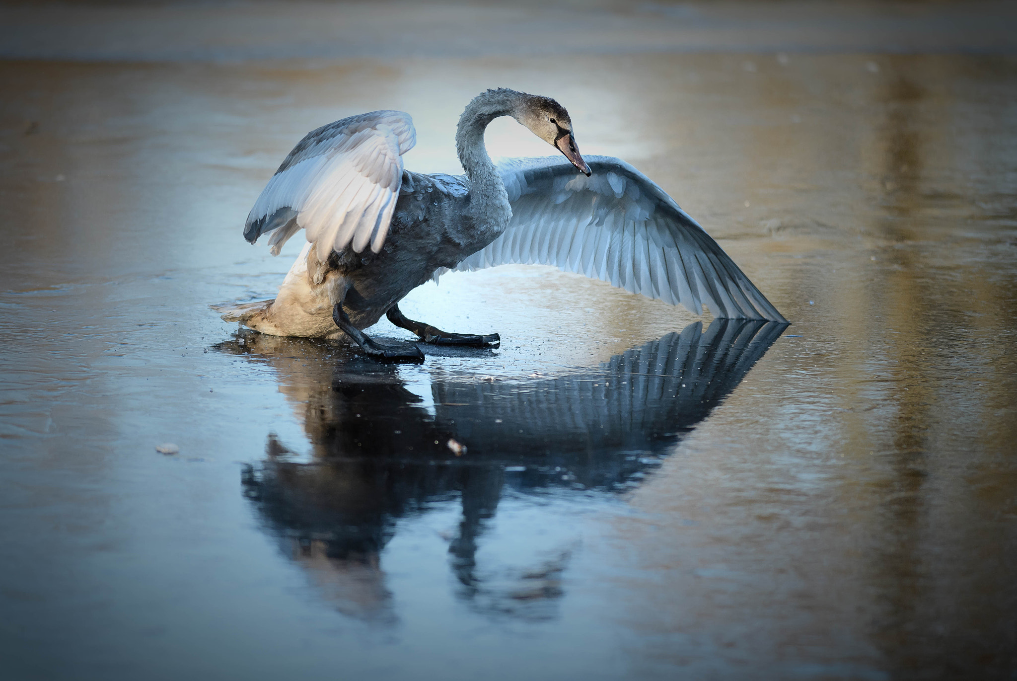 Nikon D5 sample photo. The ugly duckling photography