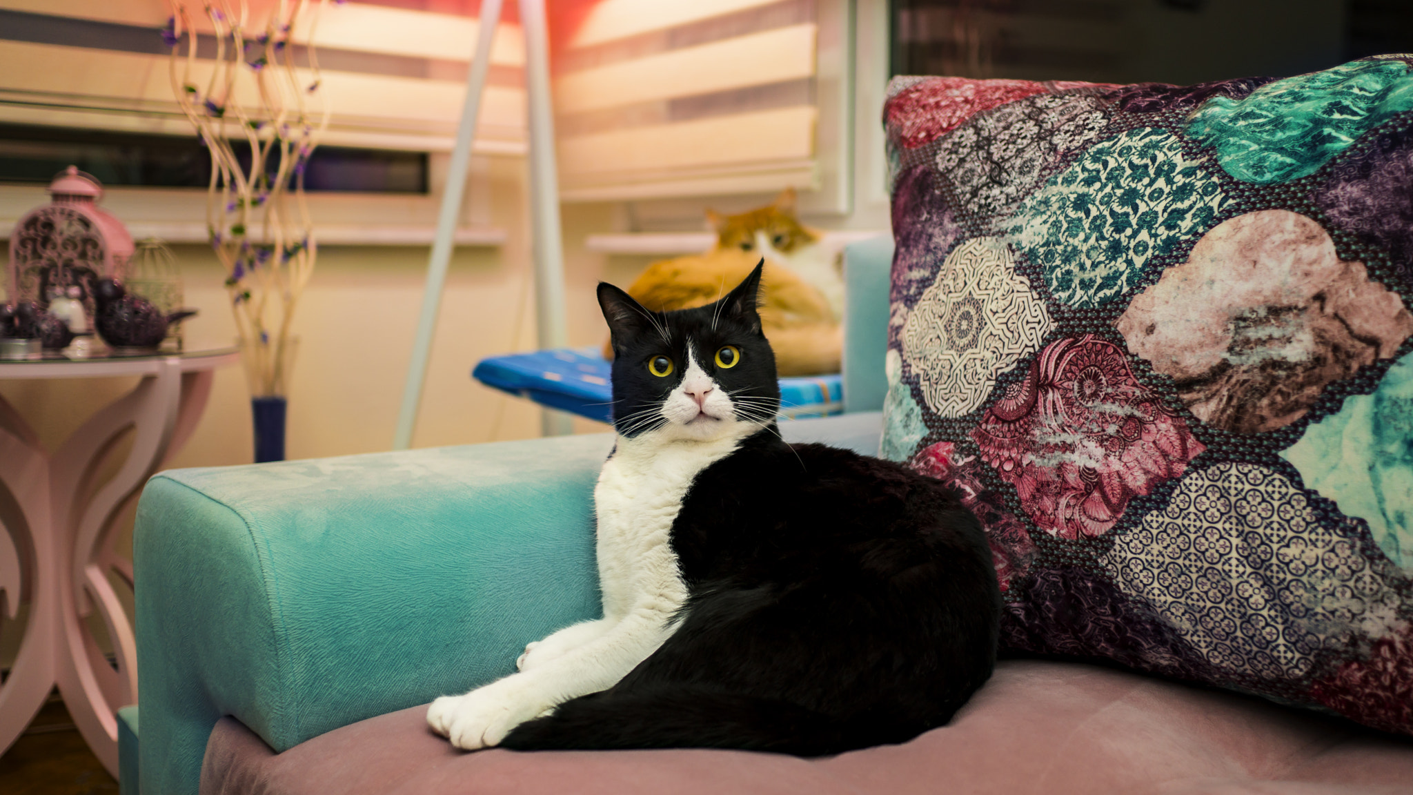Sony a6300 + Sony Sonnar T* E 24mm F1.8 ZA sample photo. Noble tabby cat photography