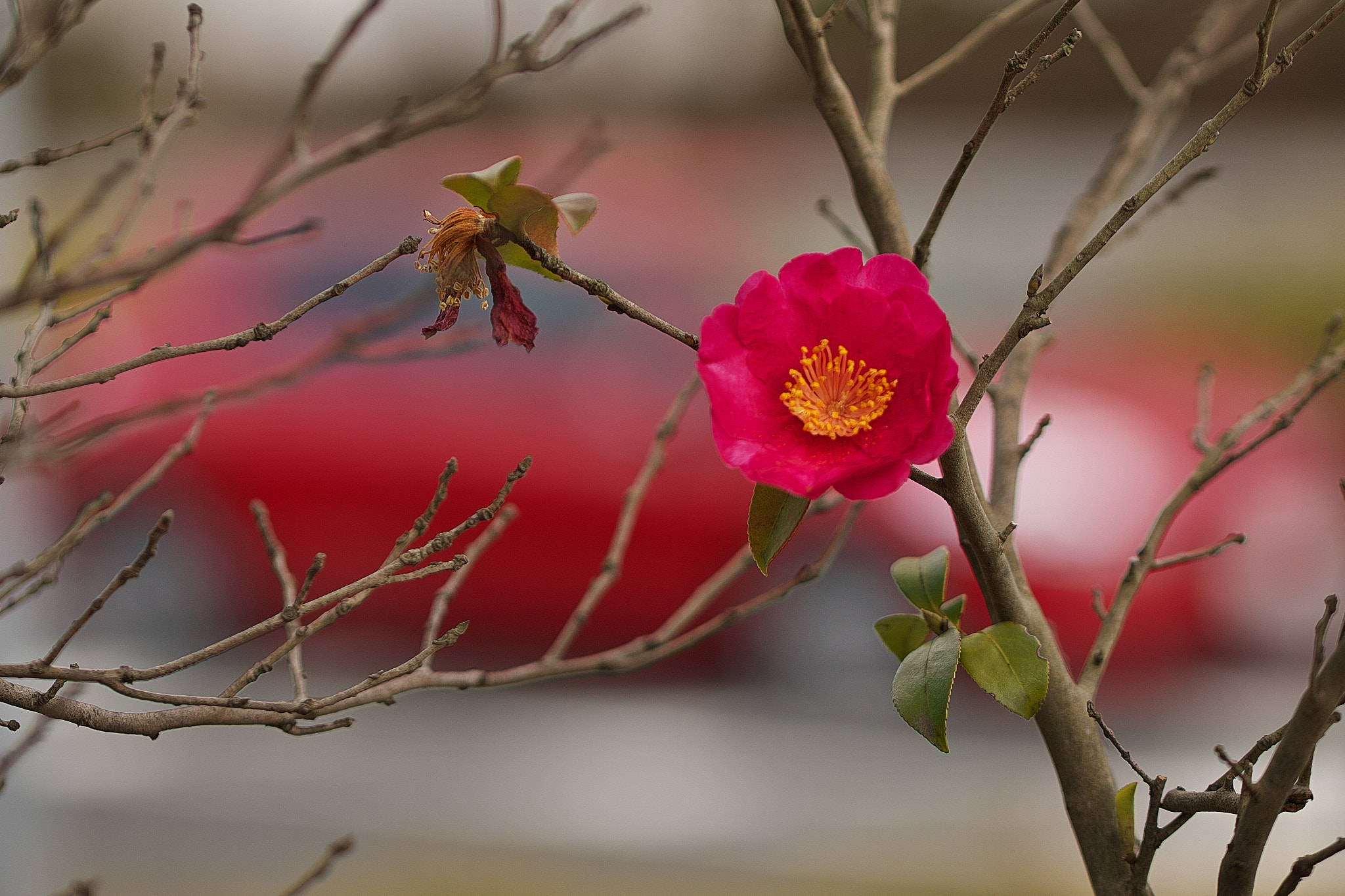 Canon EOS 70D + Tamron SP 90mm F2.8 Di VC USD 1:1 Macro (F004) sample photo. Red camellia photography