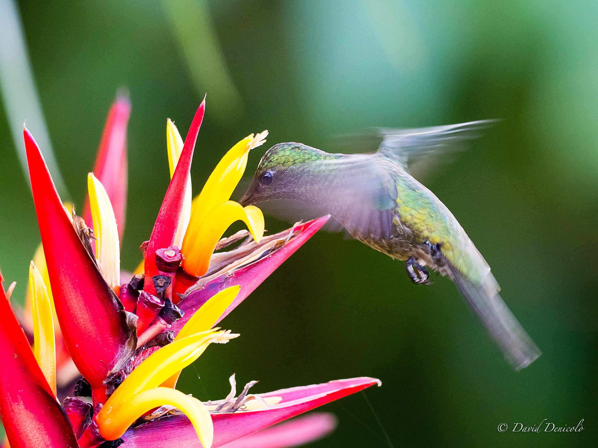 Olympus OM-D E-M1 Mark II + OLYMPUS M.300mm F4.0 sample photo. Hummingbird photography