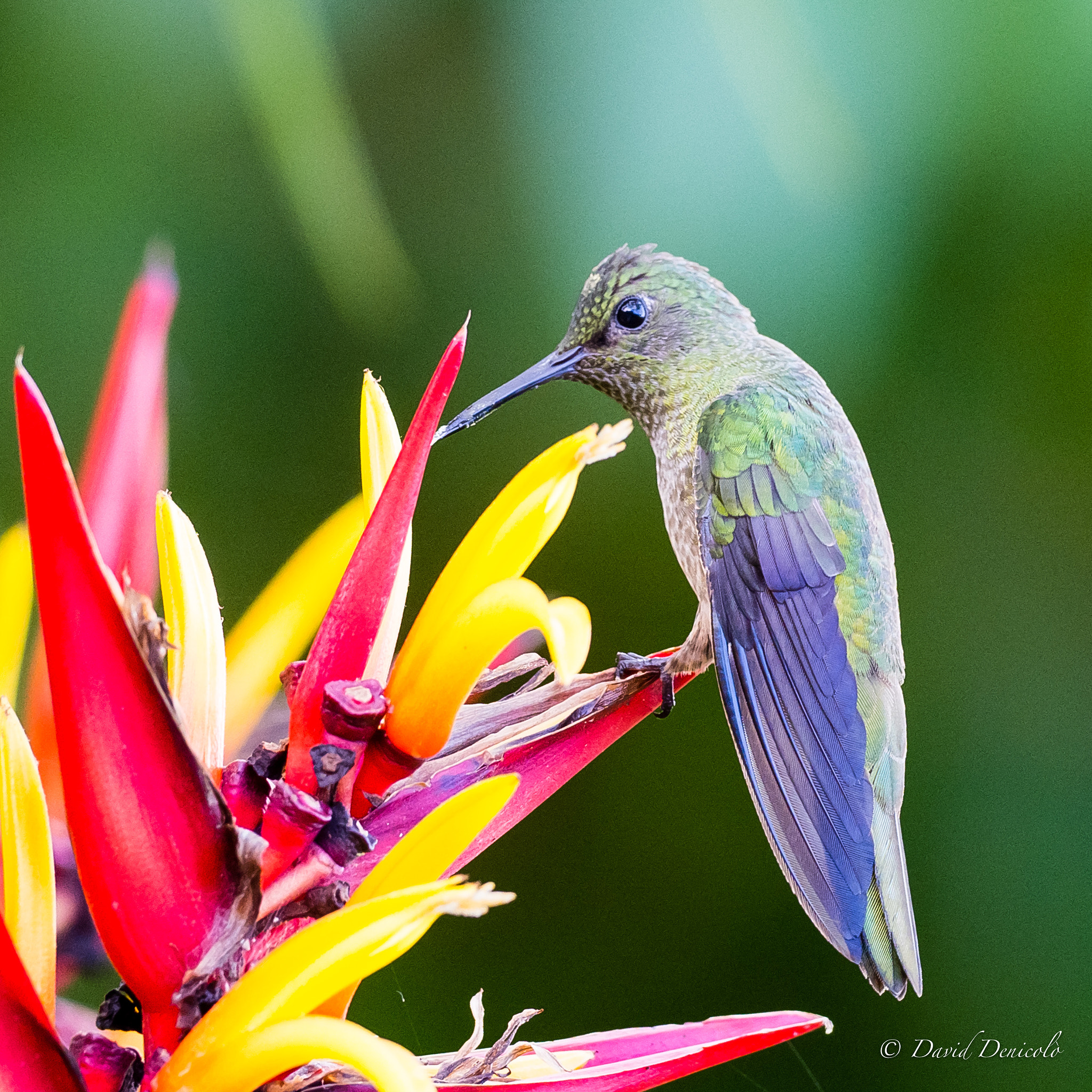 Olympus OM-D E-M1 Mark II + OLYMPUS M.300mm F4.0 sample photo. Hummingbird photography