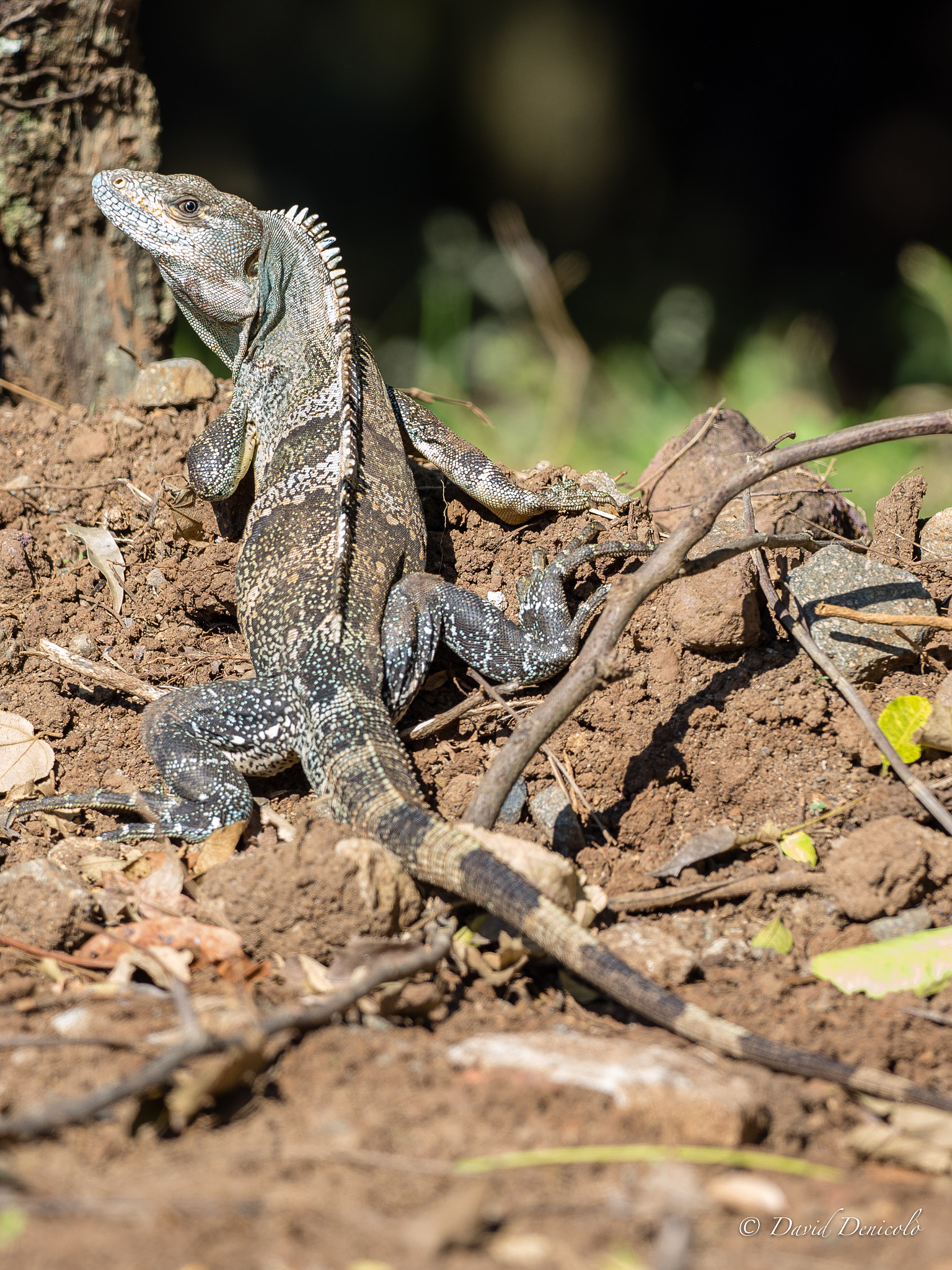 Olympus OM-D E-M1 Mark II + OLYMPUS M.300mm F4.0 sample photo. Dragon catching the sun photography