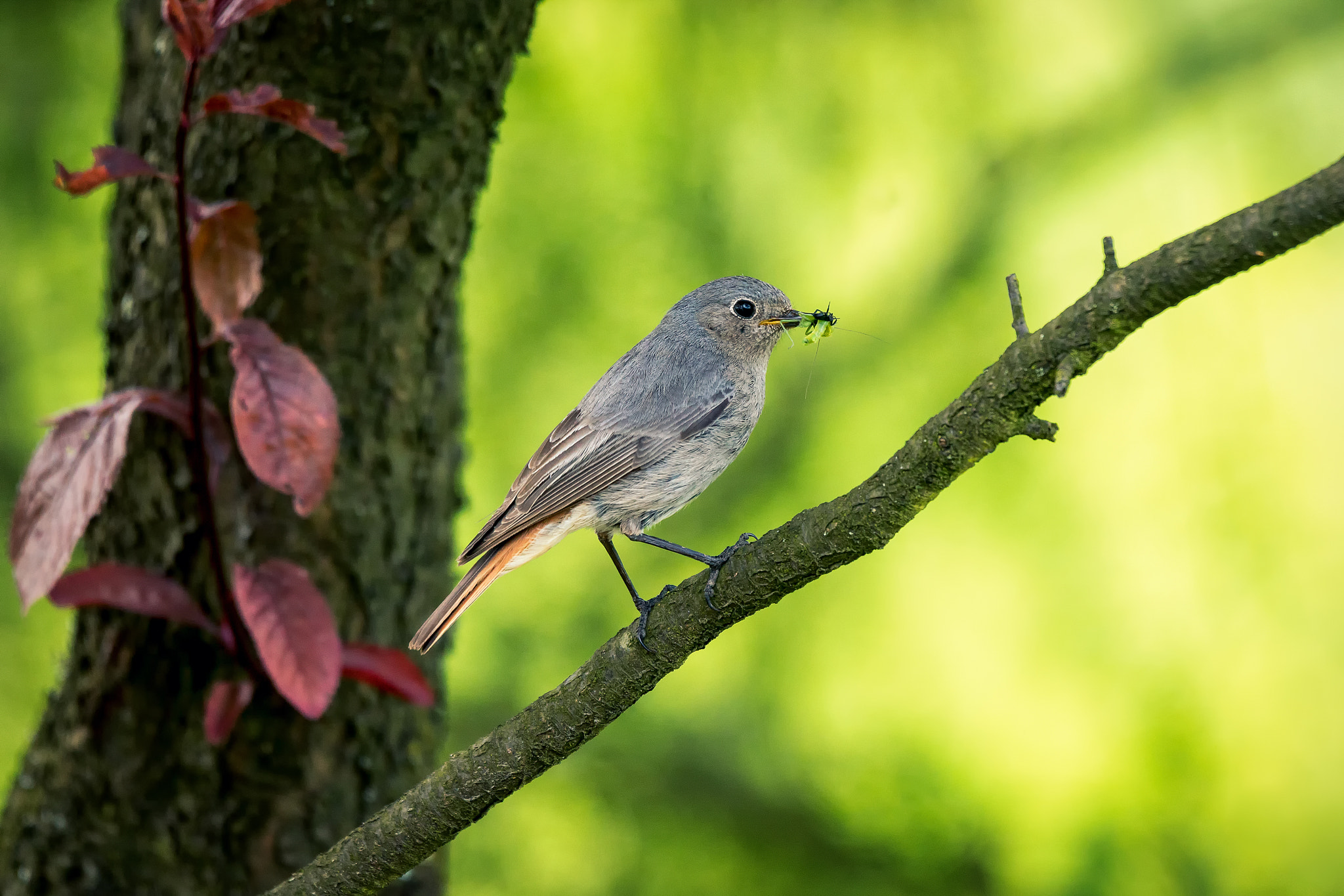 Sony 70-400mm F4-5.6 G SSM II sample photo. Feeding time photography