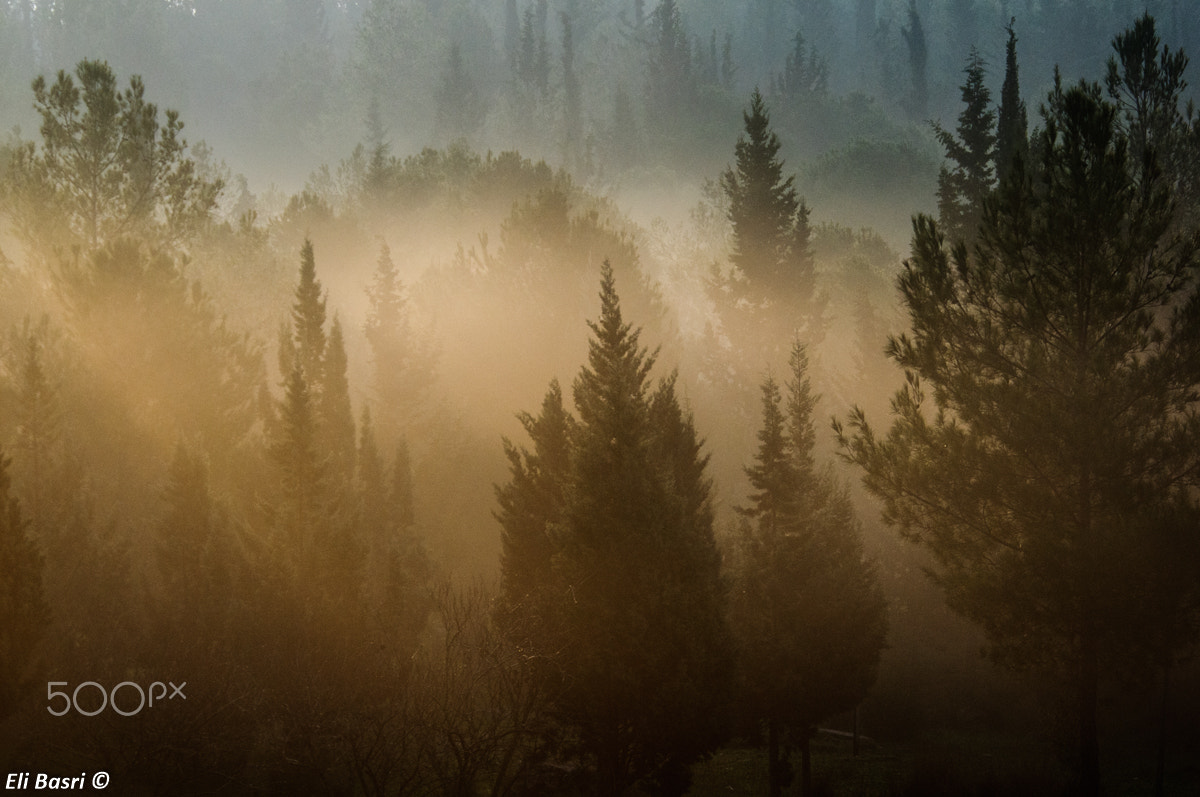 Nikon D300S sample photo. The forest photography