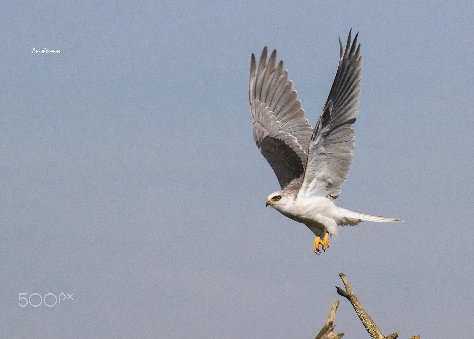Canon EF 70-300mm F4-5.6L IS USM sample photo. White tailed kite in flight photography