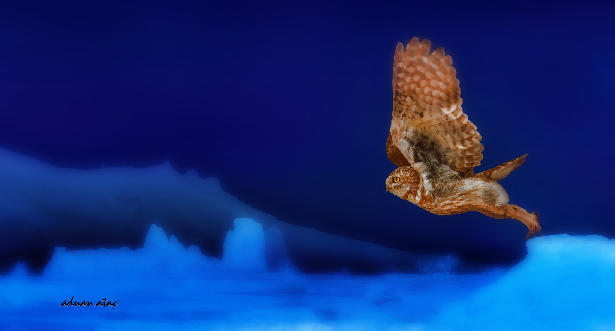 Sigma 50-500mm F4.5-6.3 DG OS HSM sample photo. Kukumav - little owl - athene noctua photography
