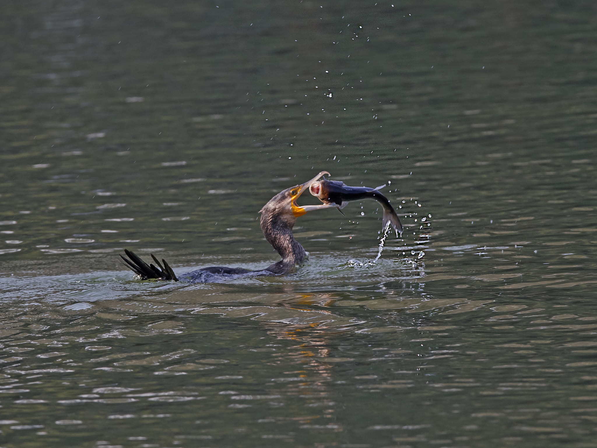 Canon EF 400mm F2.8L IS II USM sample photo. 卢池 photography