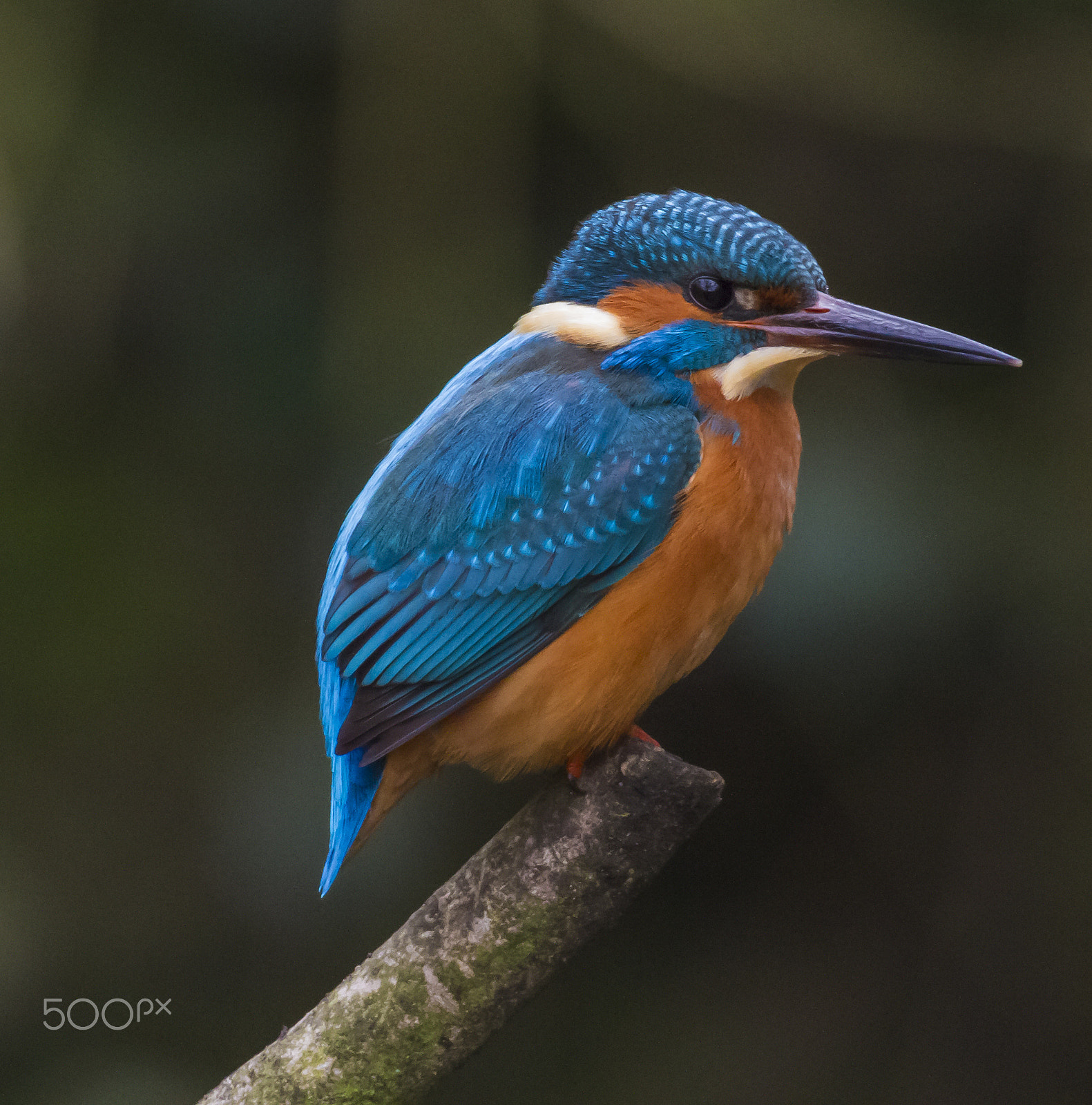 Canon EOS 7D + Sigma 50-500mm F4.5-6.3 DG OS HSM sample photo. Kingfisher 2 photography