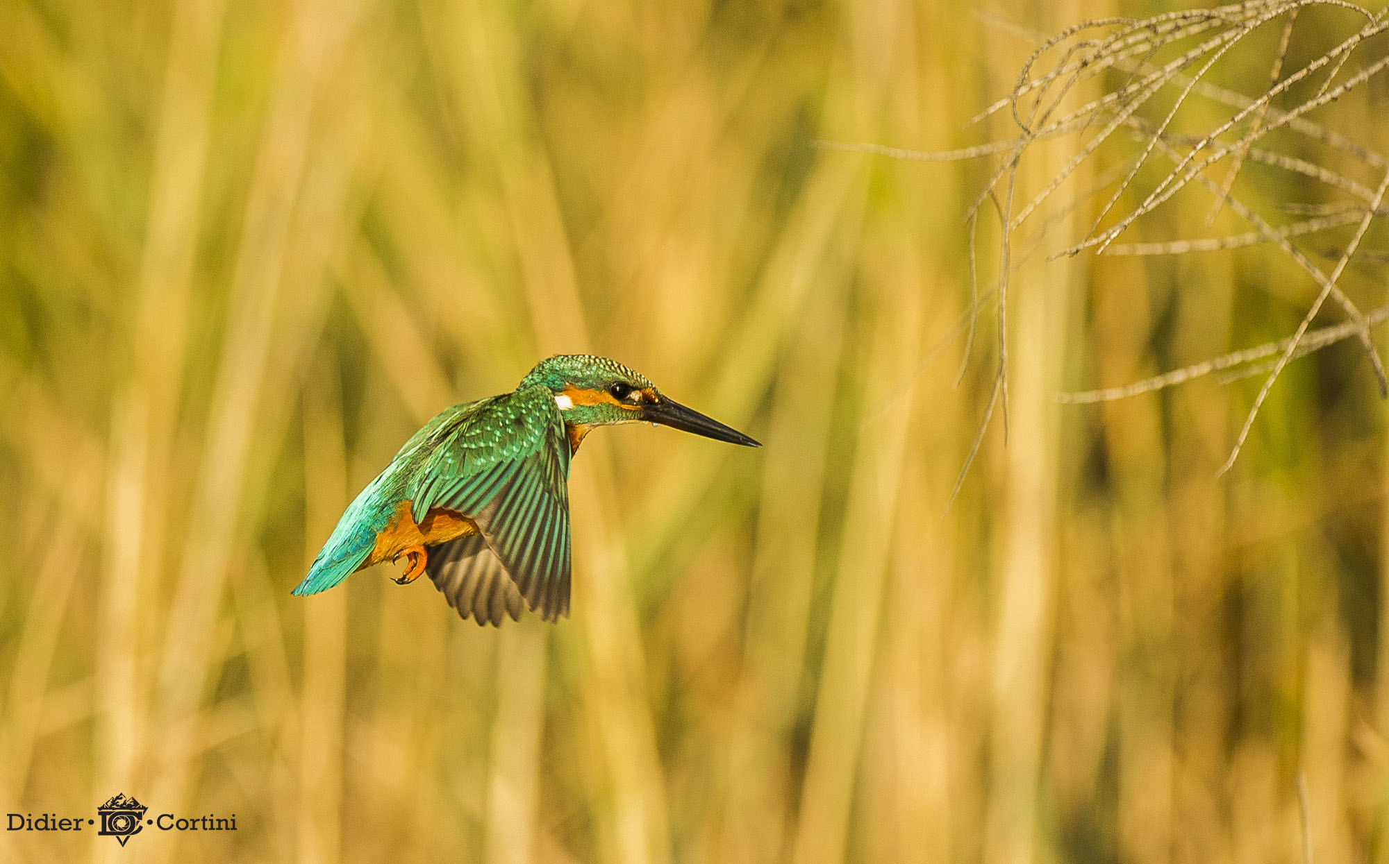Nikon D3S + Nikon AF-S Nikkor 500mm F4G ED VR sample photo. Flight photography