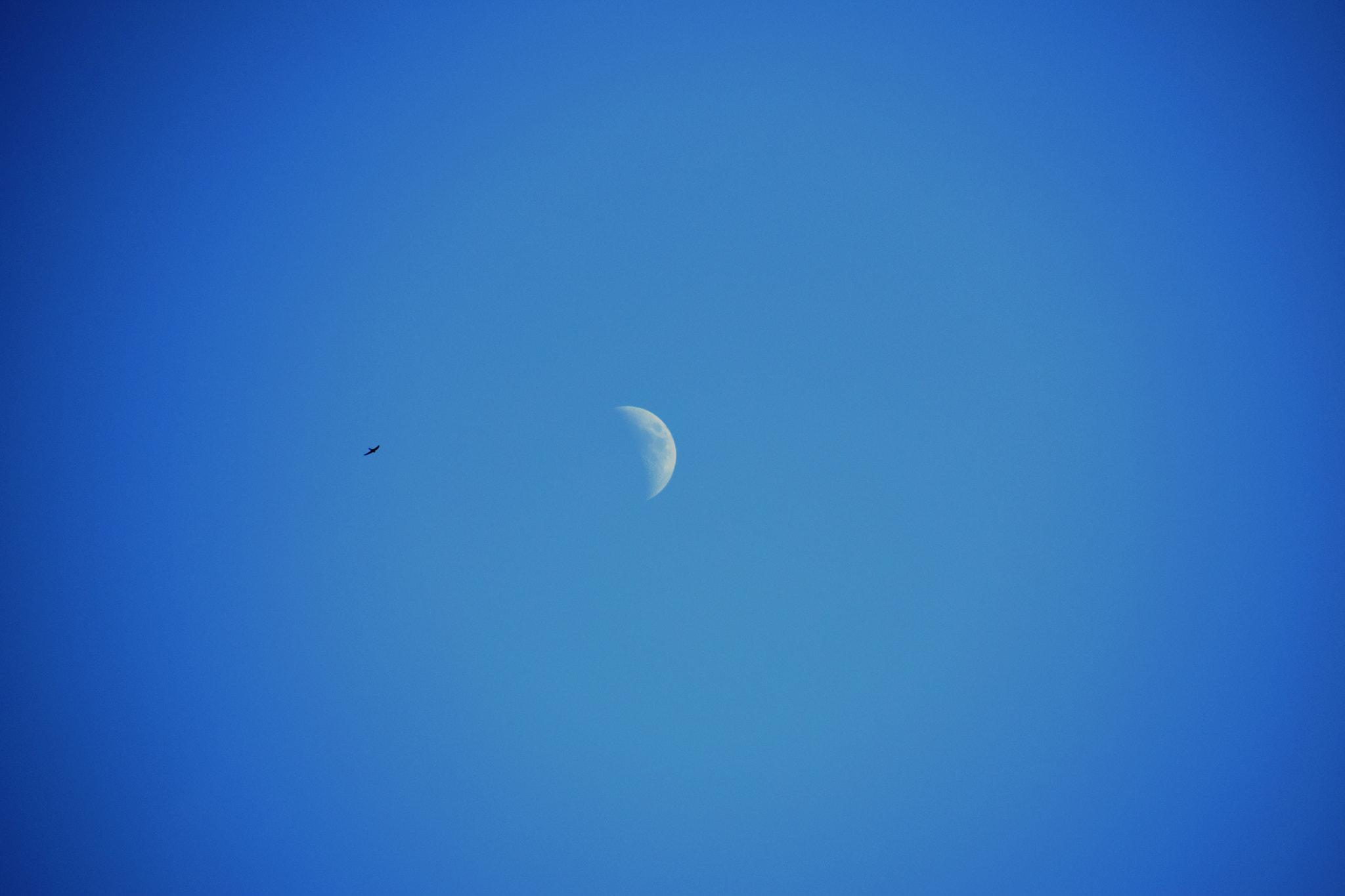 Sigma 28-300mm F3.5-6.3 DG Macro sample photo. Lune & oiseau photography