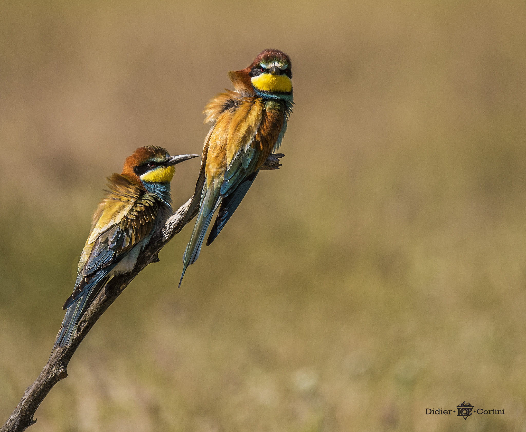 Nikon AF-S Nikkor 500mm F4G ED VR sample photo. Hello ! photography