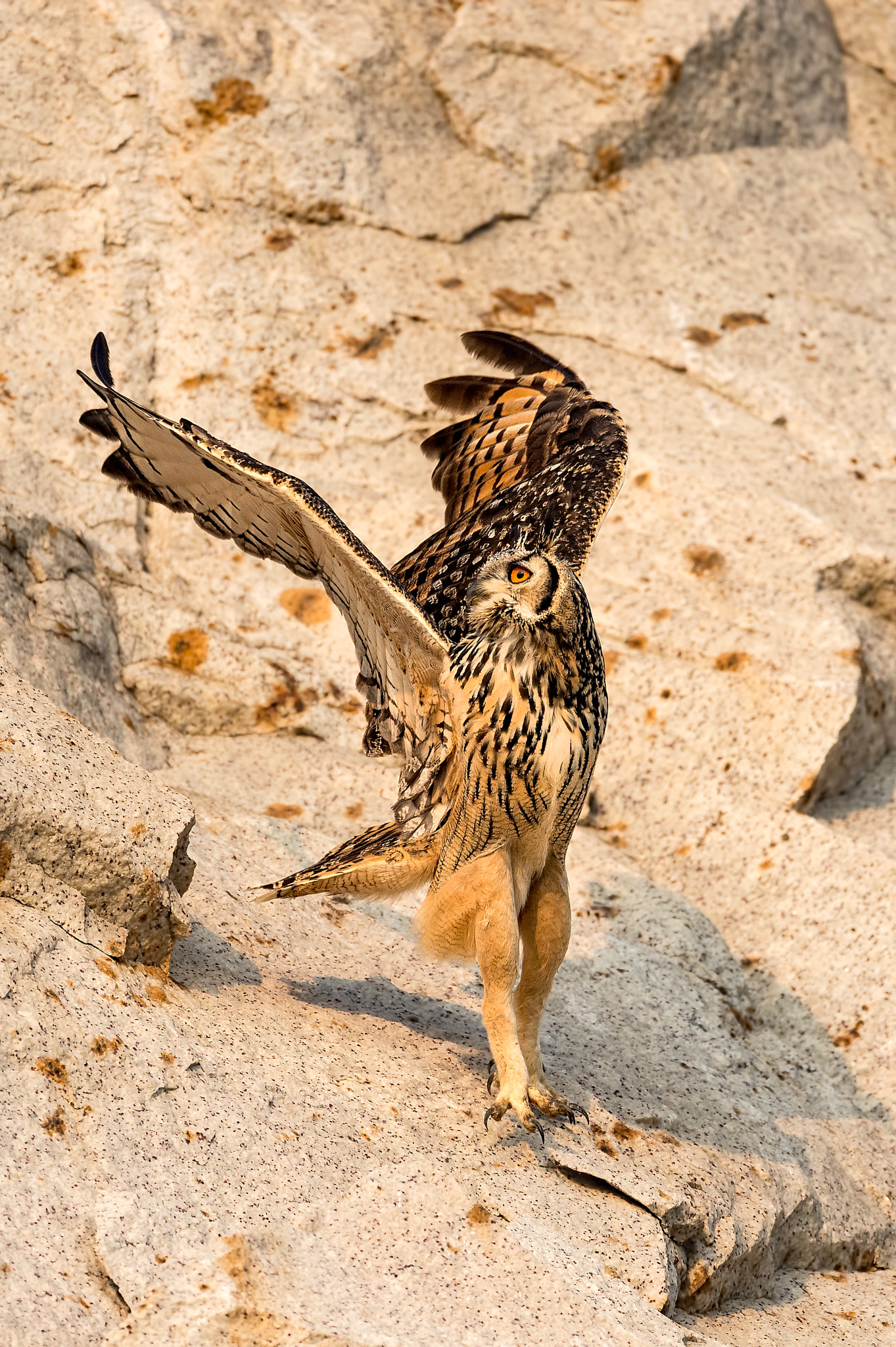 Nikon AF-S Nikkor 600mm F4E FL ED VR sample photo. Indian eagle owl photography
